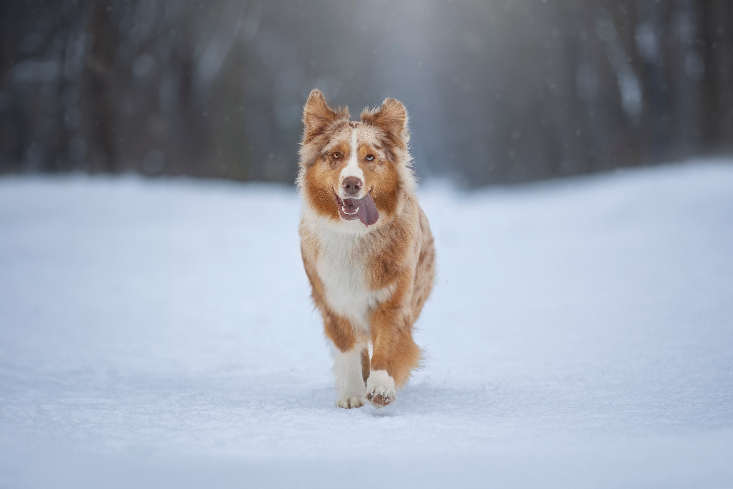 Настя, Игорь, Тесс и Марс. Фотограф анималист в Москве Майорова Евгения