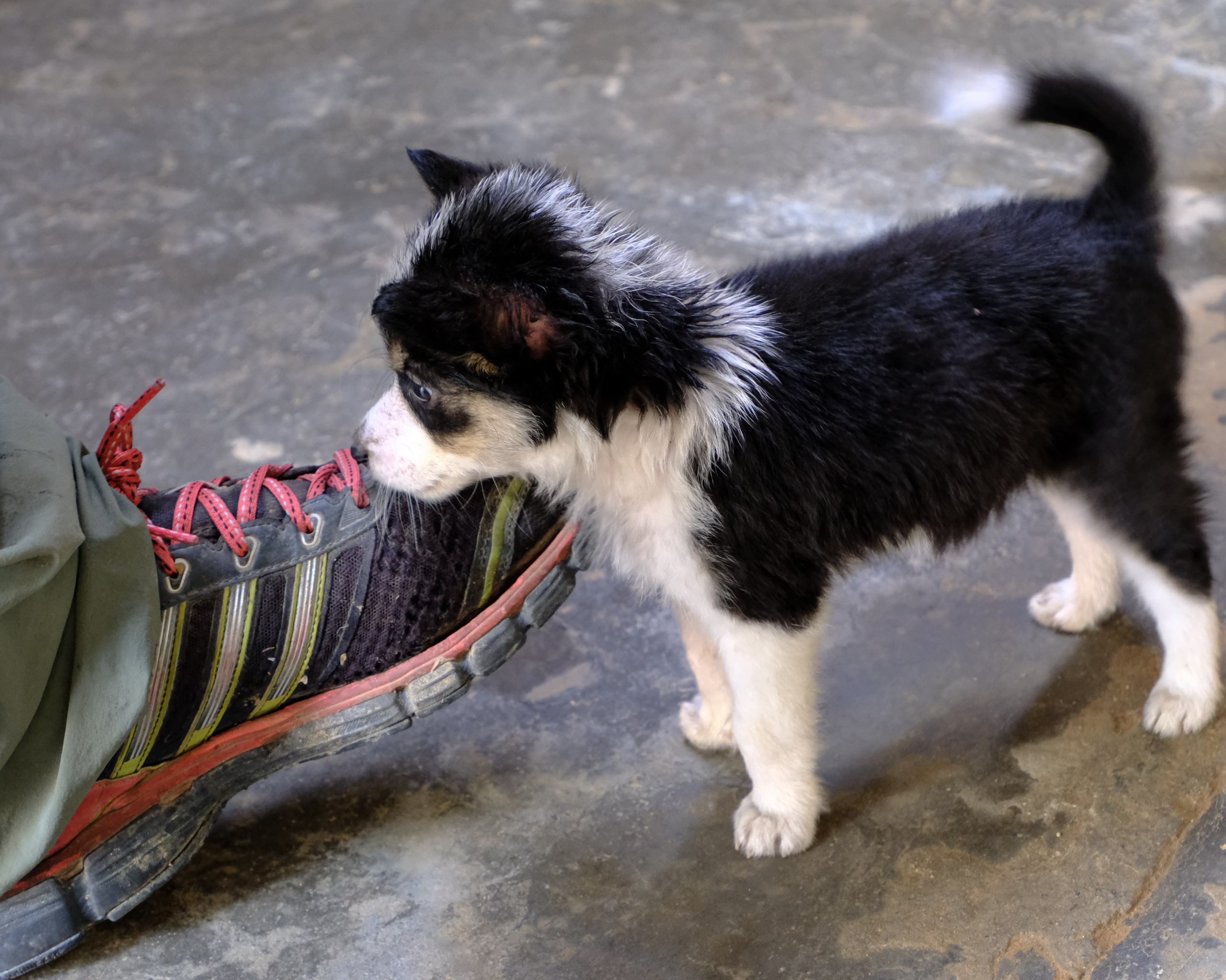 Ассам и Казиранга. Фотографии из путешествий