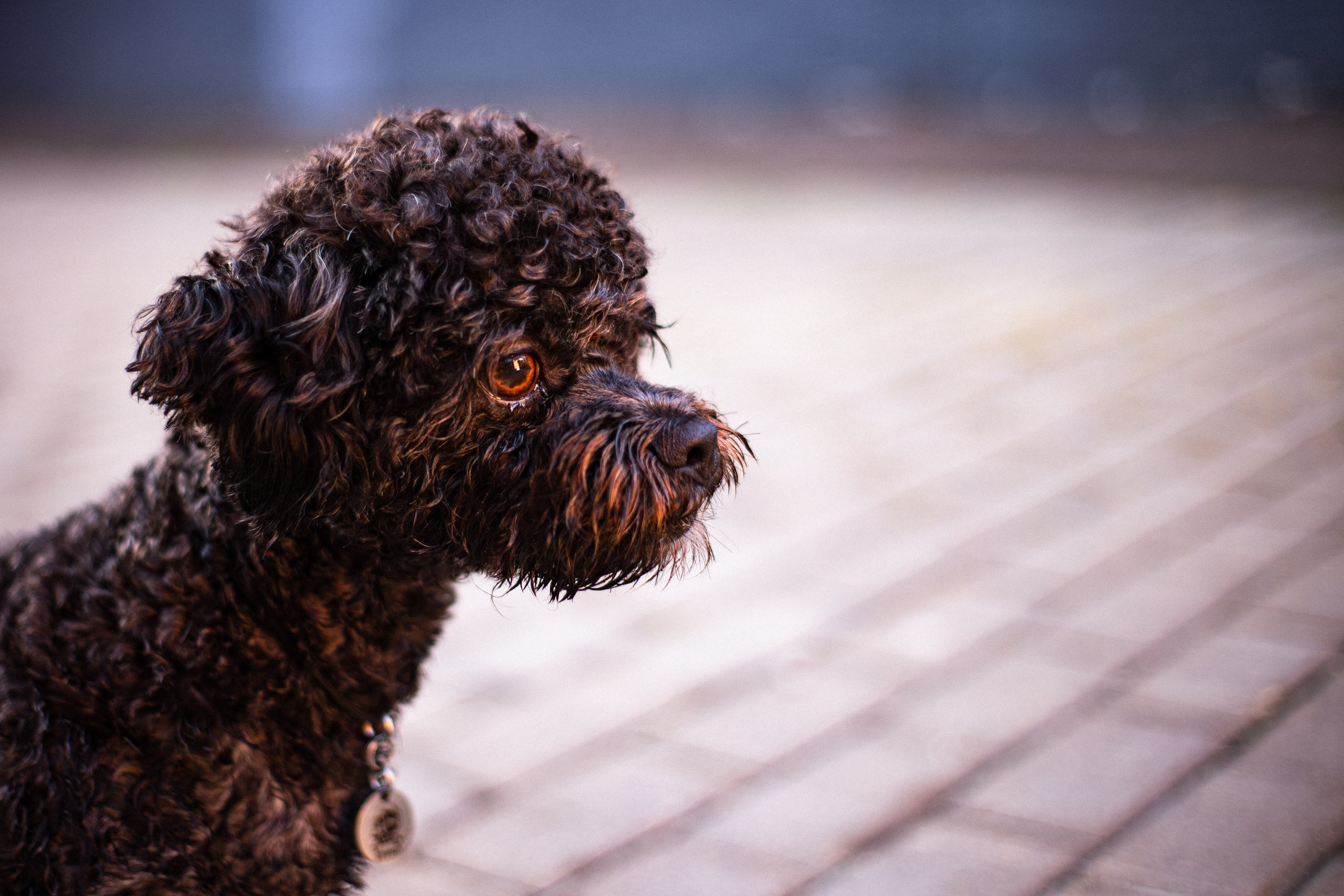 Анна и Бруно. Фотограф-анималист Мария Баркевич | Москва
