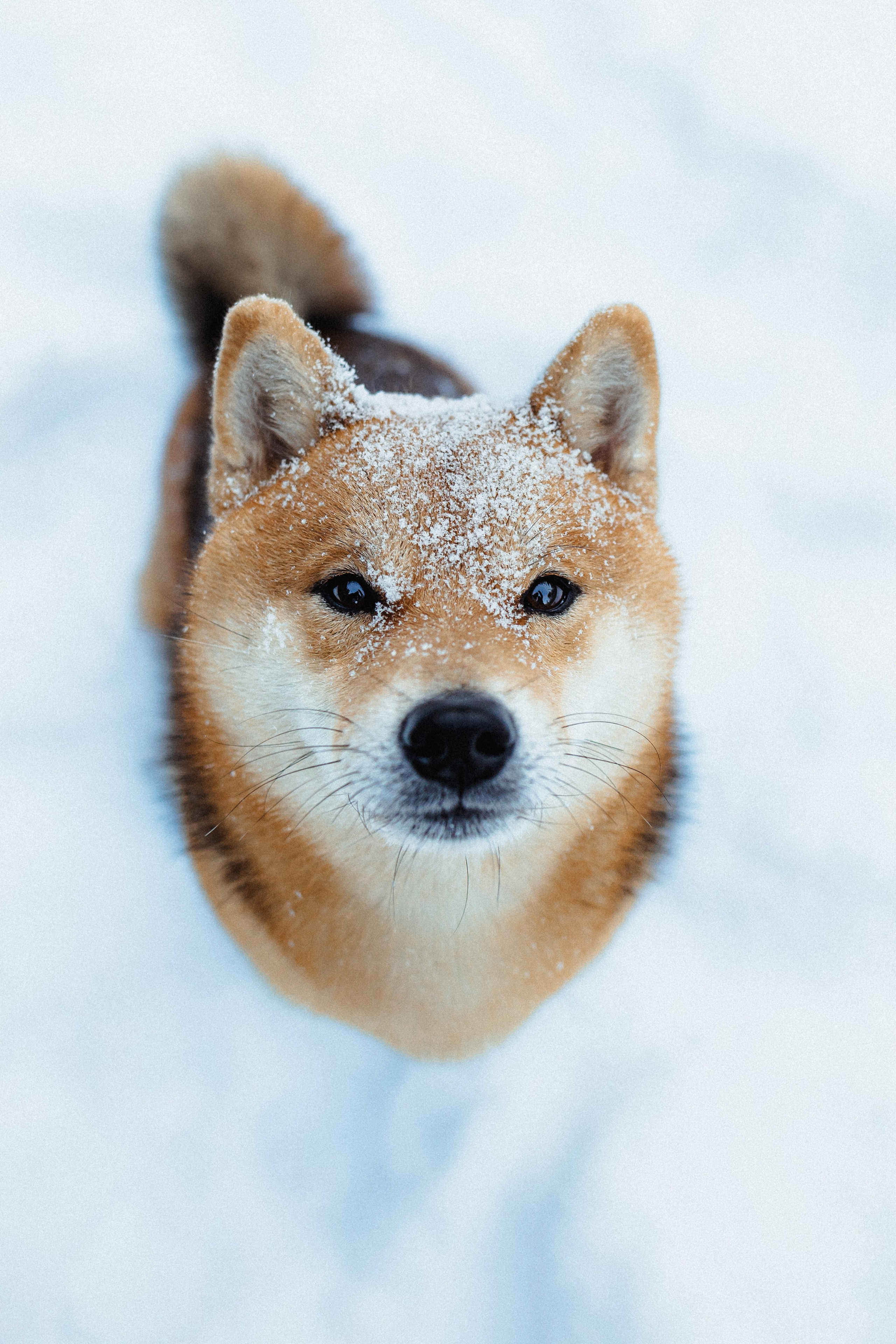 Шед, Цири и Ира