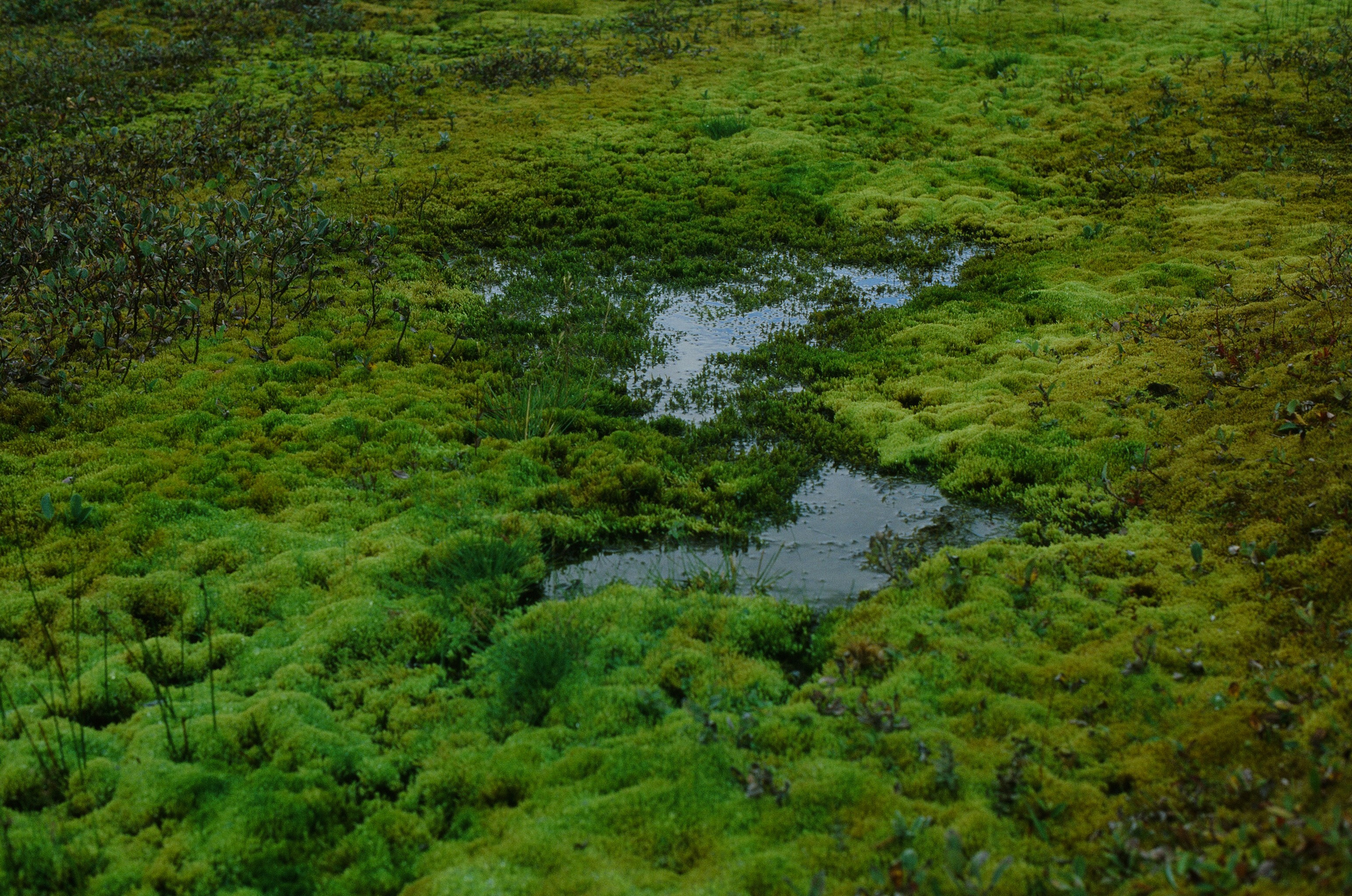 Bloodline // iceland, f907. EVER EXPOSED