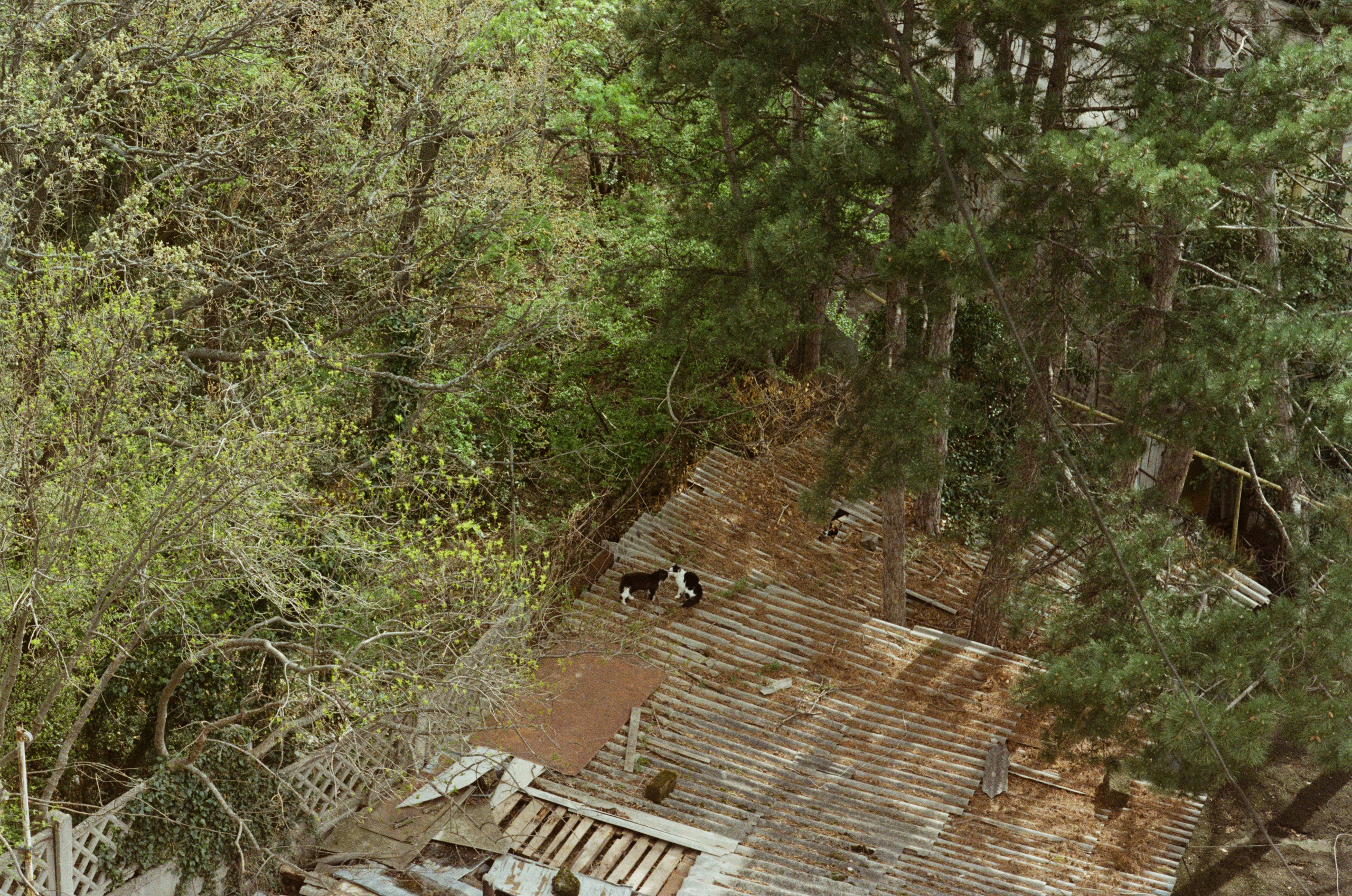 Sakura blues // ukraine, crimea II. EVER EXPOSED