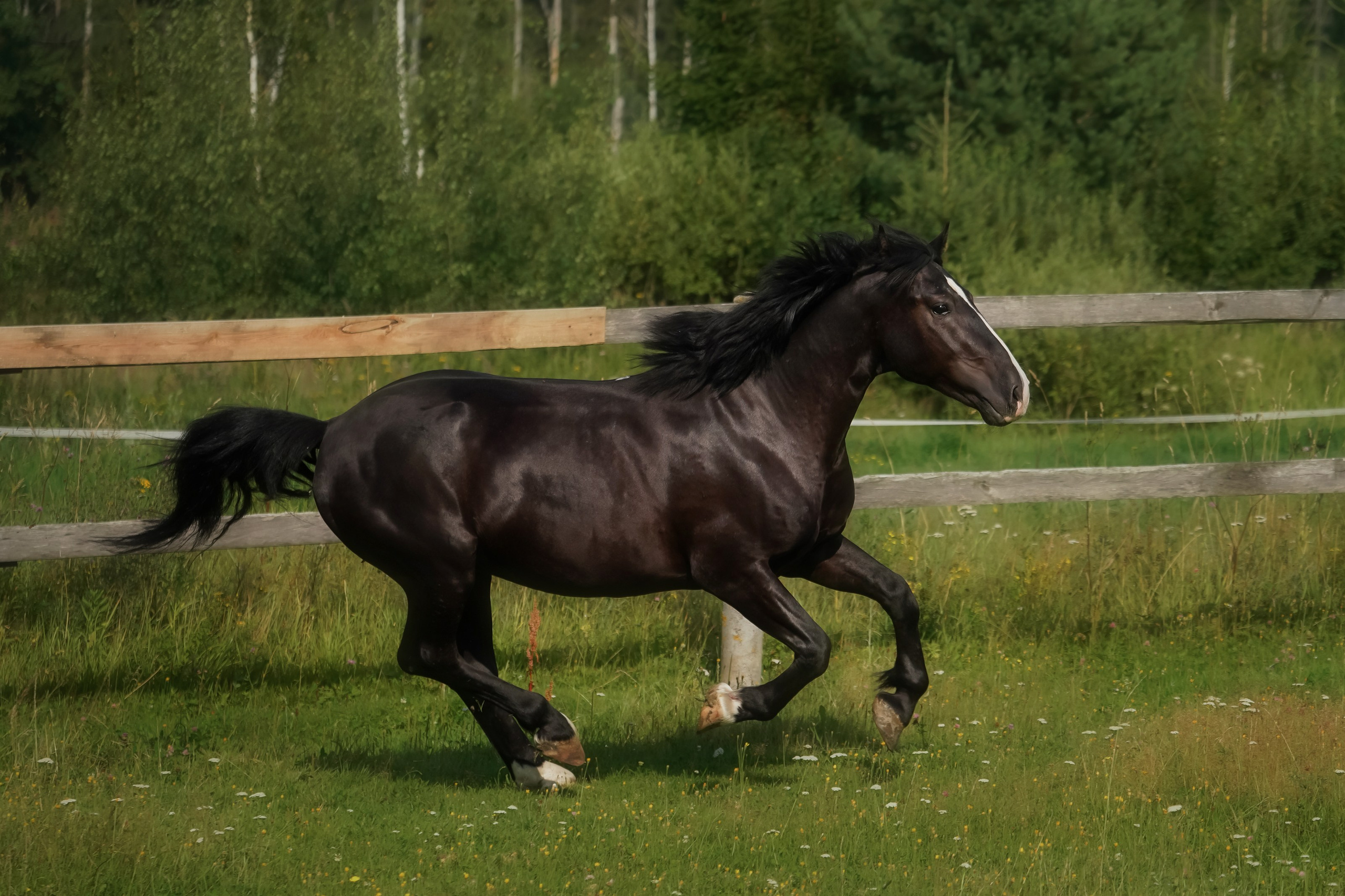 КСК Славино. Фотограф-анималист, портретный фотограф в Чебоксарах Мария Садыкова