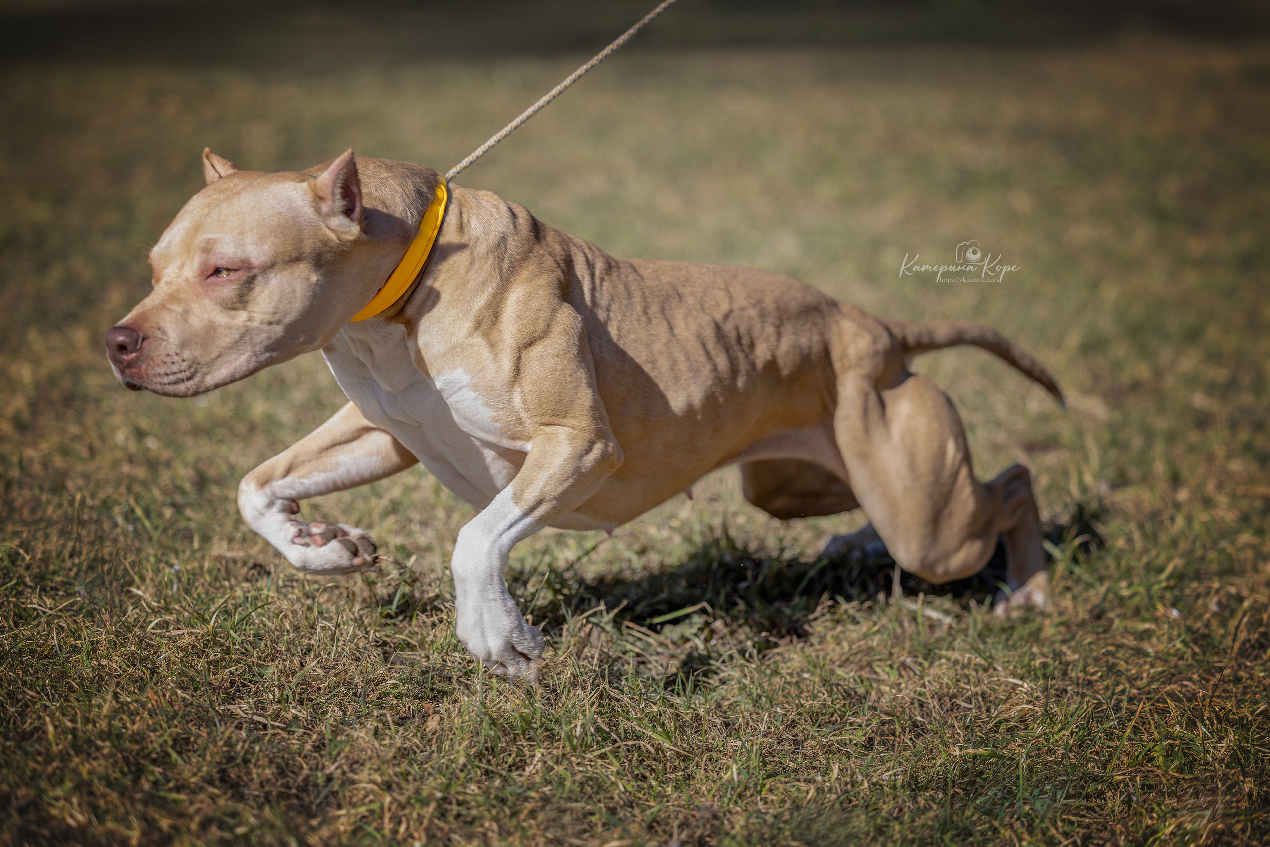 АПБТ Нарния. Главная