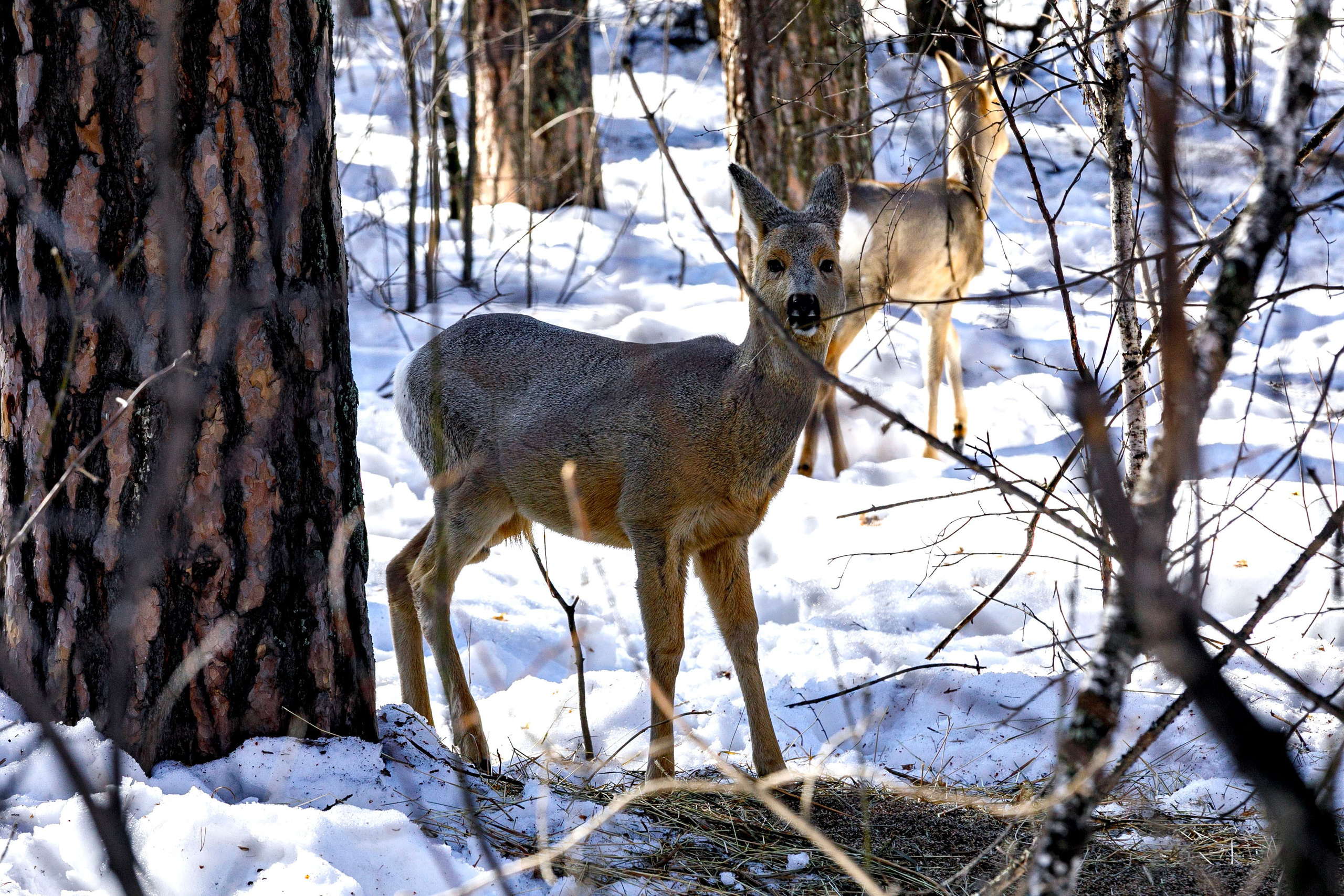 Косули. Фотограф Андрей Гузеев