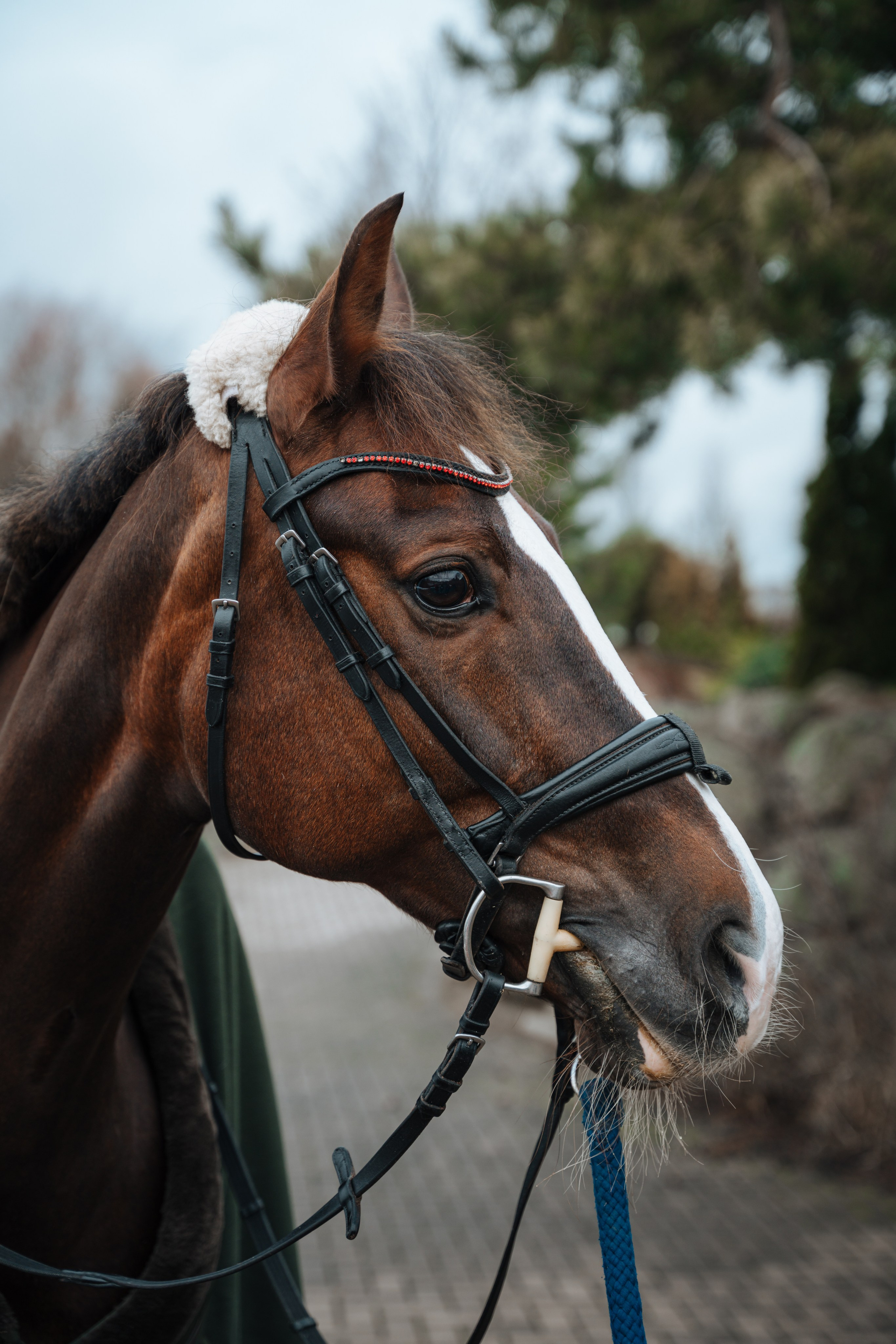 Евгения. Конный клуб. Портретный фотограф в Санкт-Петербурге Дмитриева Наталия