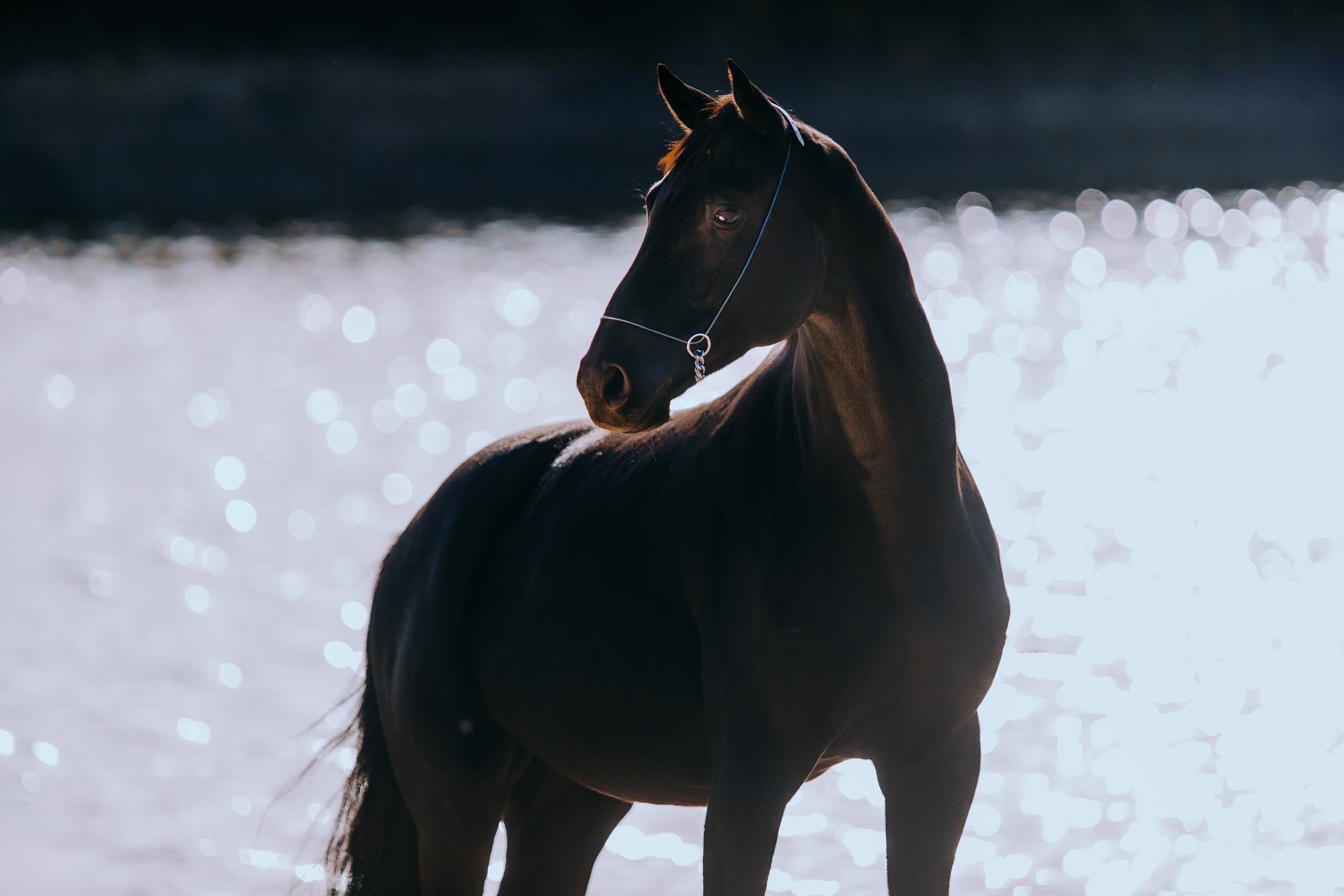 Разное. Фотограф-анималист Ксендзова Кристина