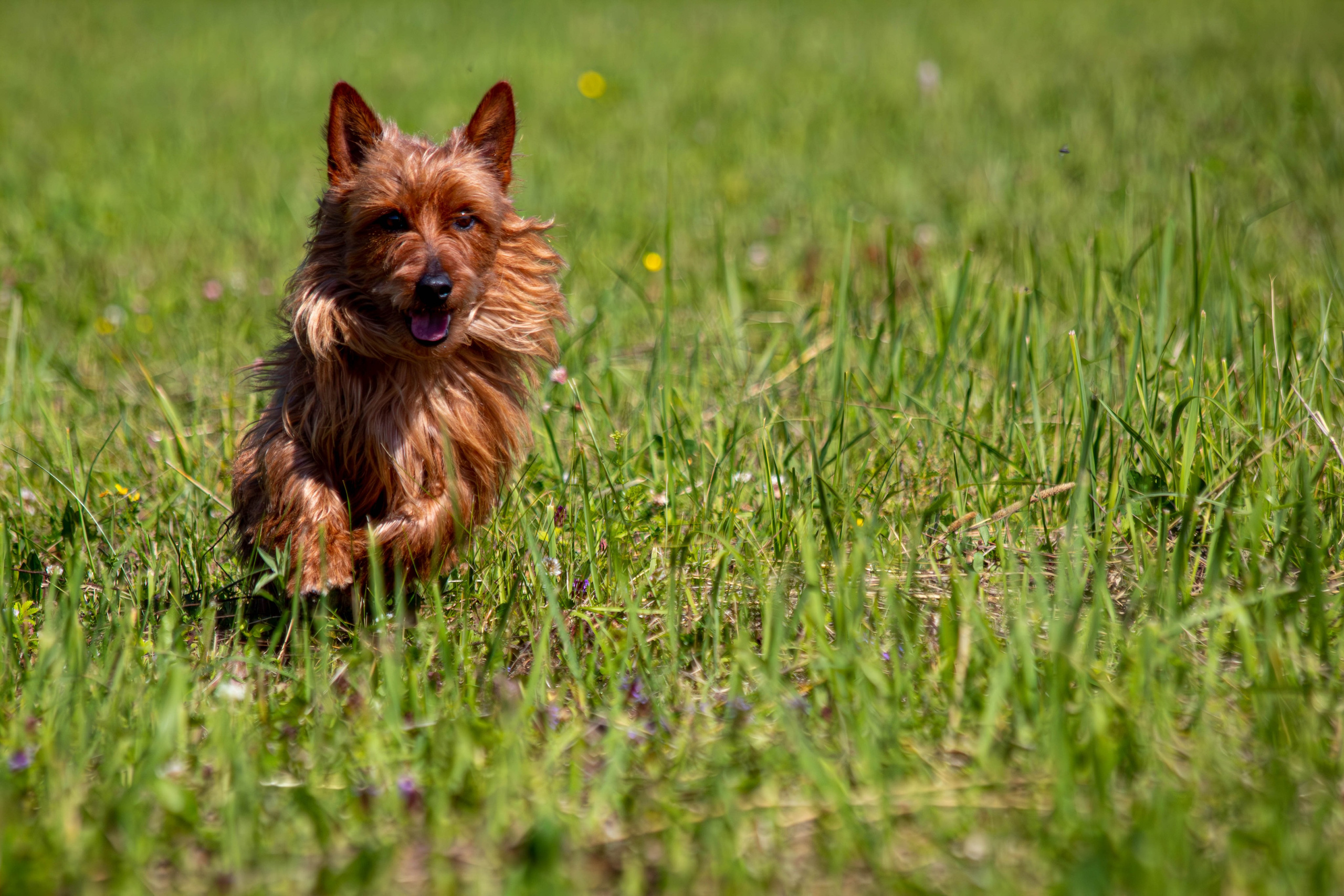 Курсинг. Фотограф анималист — Тула, Москва