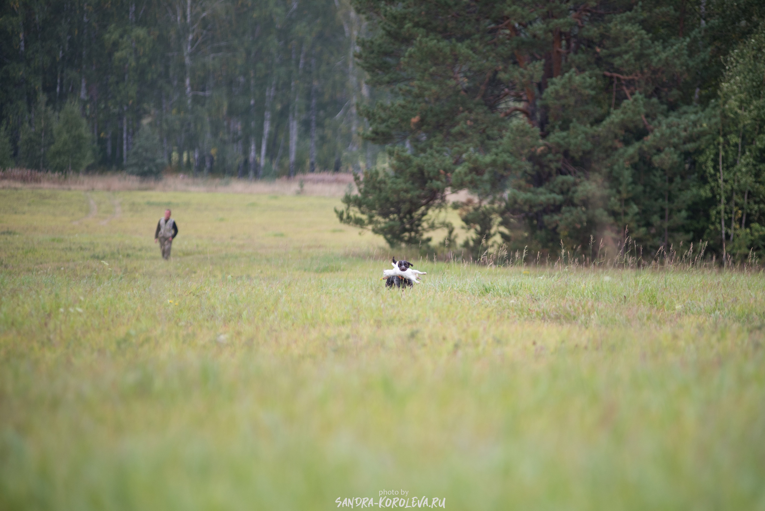Рабочие дипломы. Главная