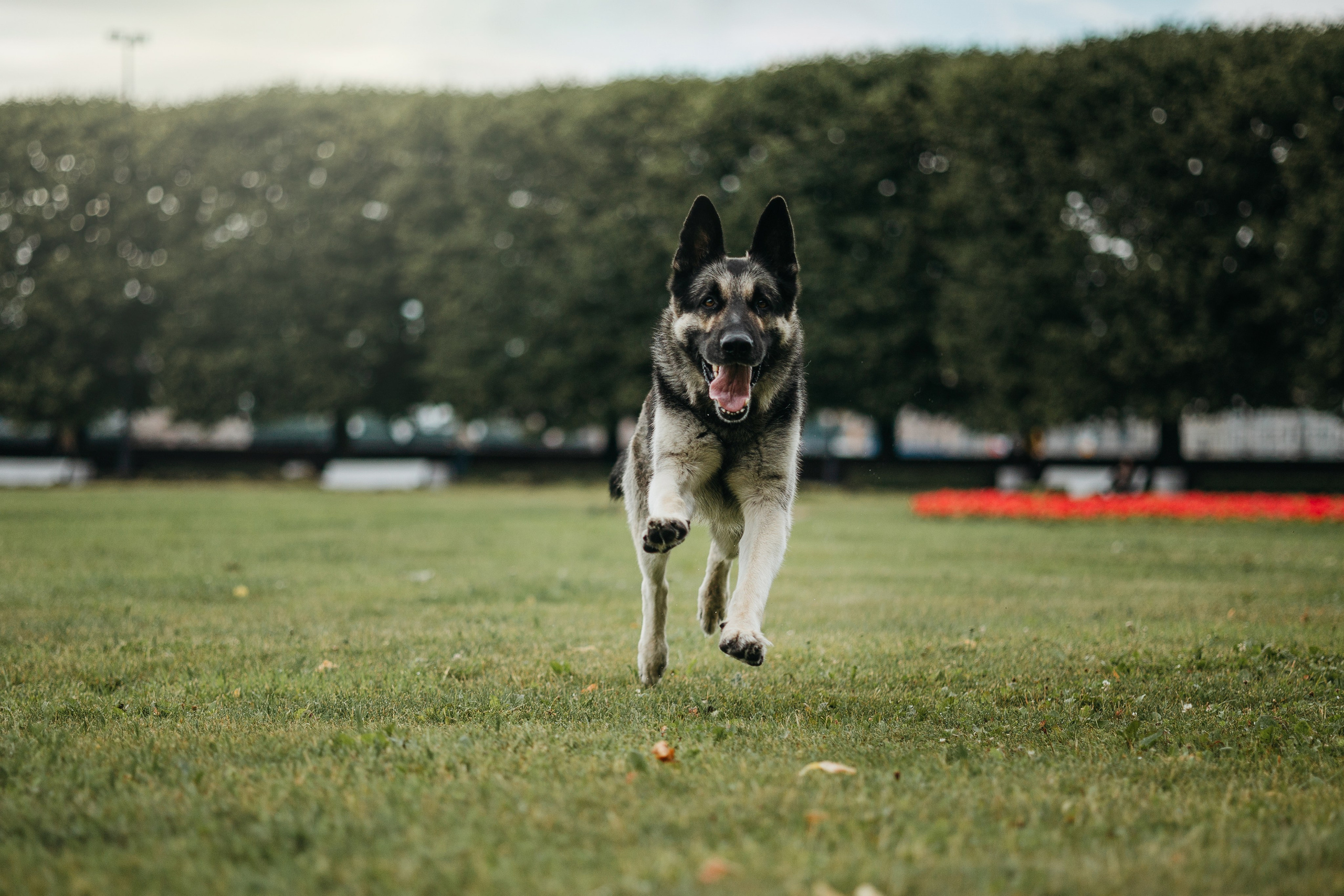 Рей и Ксения. Фотограф — Анималист | Санкт-Петербург