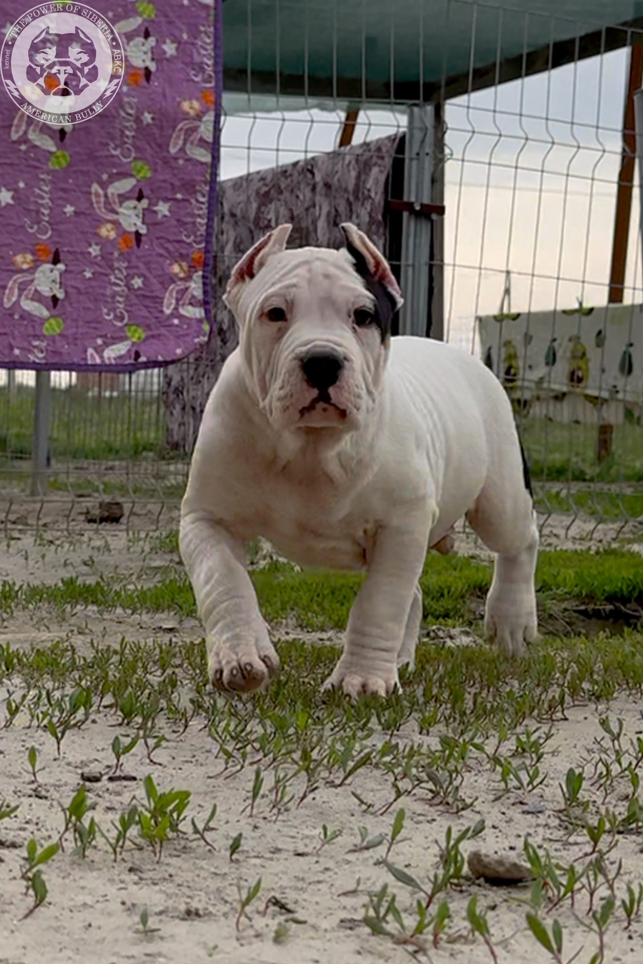 20.01.26-Рокси-Арчи. Американский Булли в г. Ростов-на-Дону. Питомник THE POWER OF SIBERIA