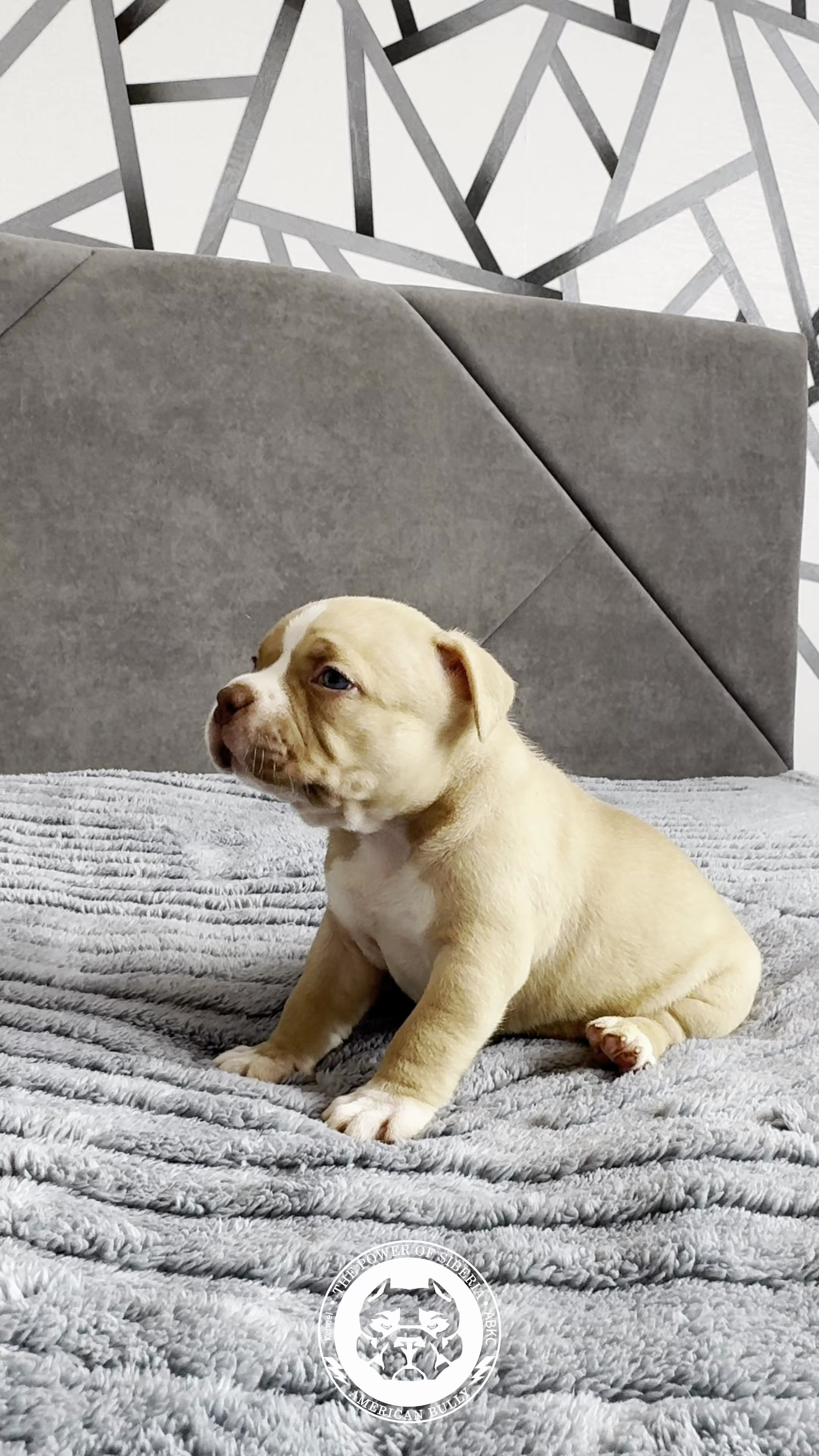 21.02.26-Мила-Турук. Американский Булли в г. Ростов-на-Дону. Питомник THE POWER OF SIBERIA