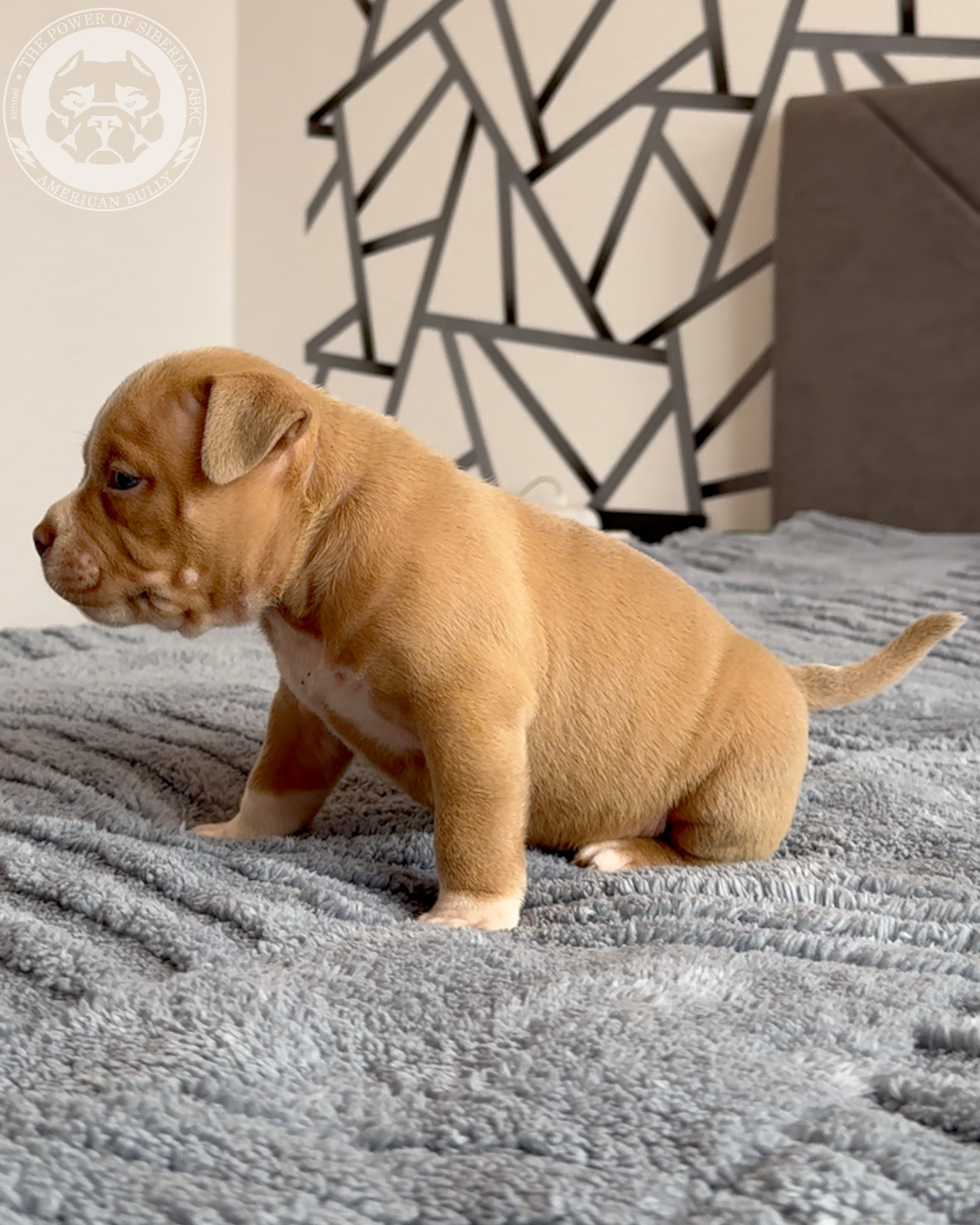 Свободные щенки Американский Булли, в типах покет, классик, стандарт. Американский Булли в г. Ростов-на-Дону. Питомник THE POWER OF SIBERIA