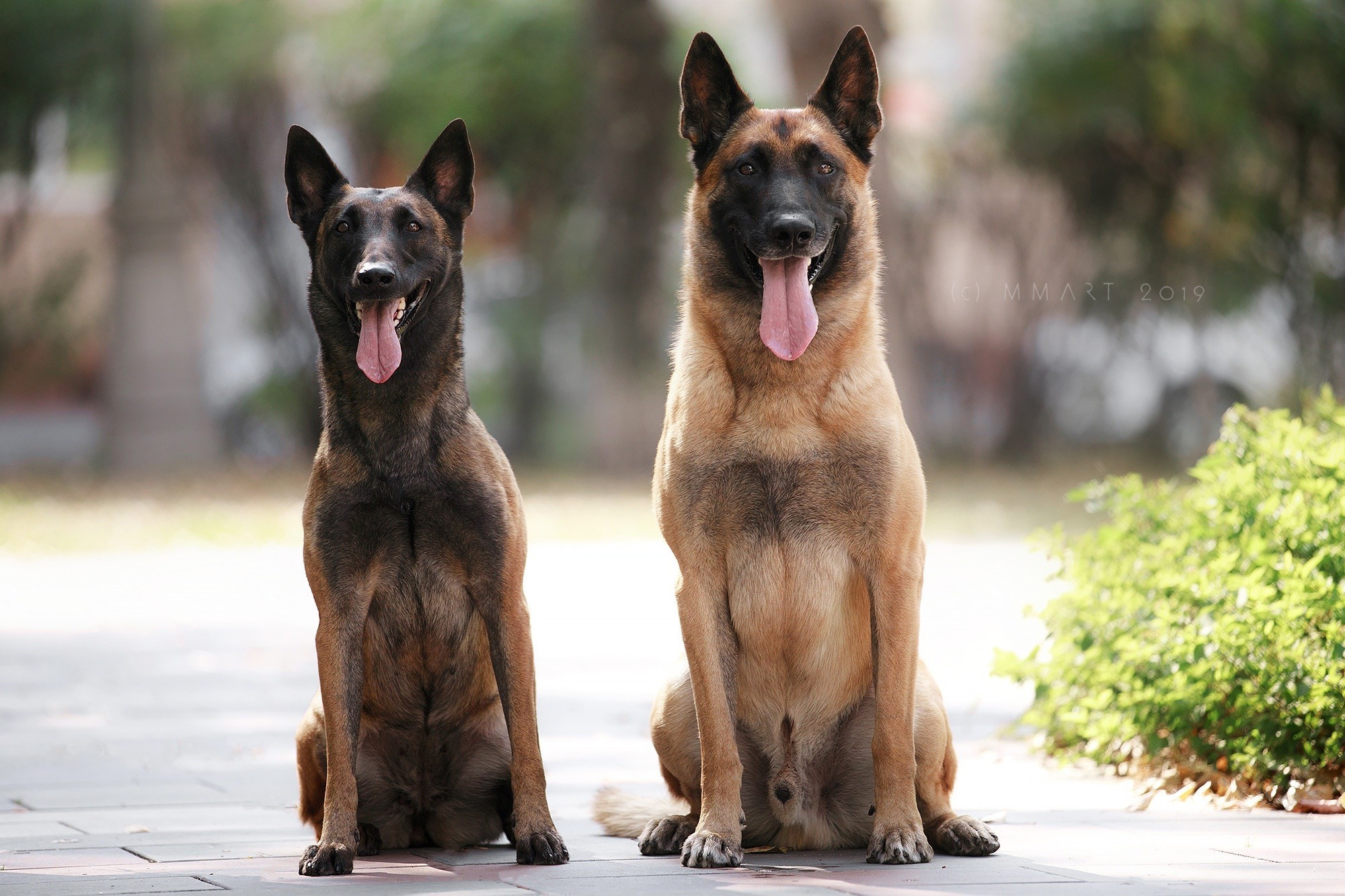 Малинуа в лицах. Фотограф-анималист Mary Mart — Москва, Питер