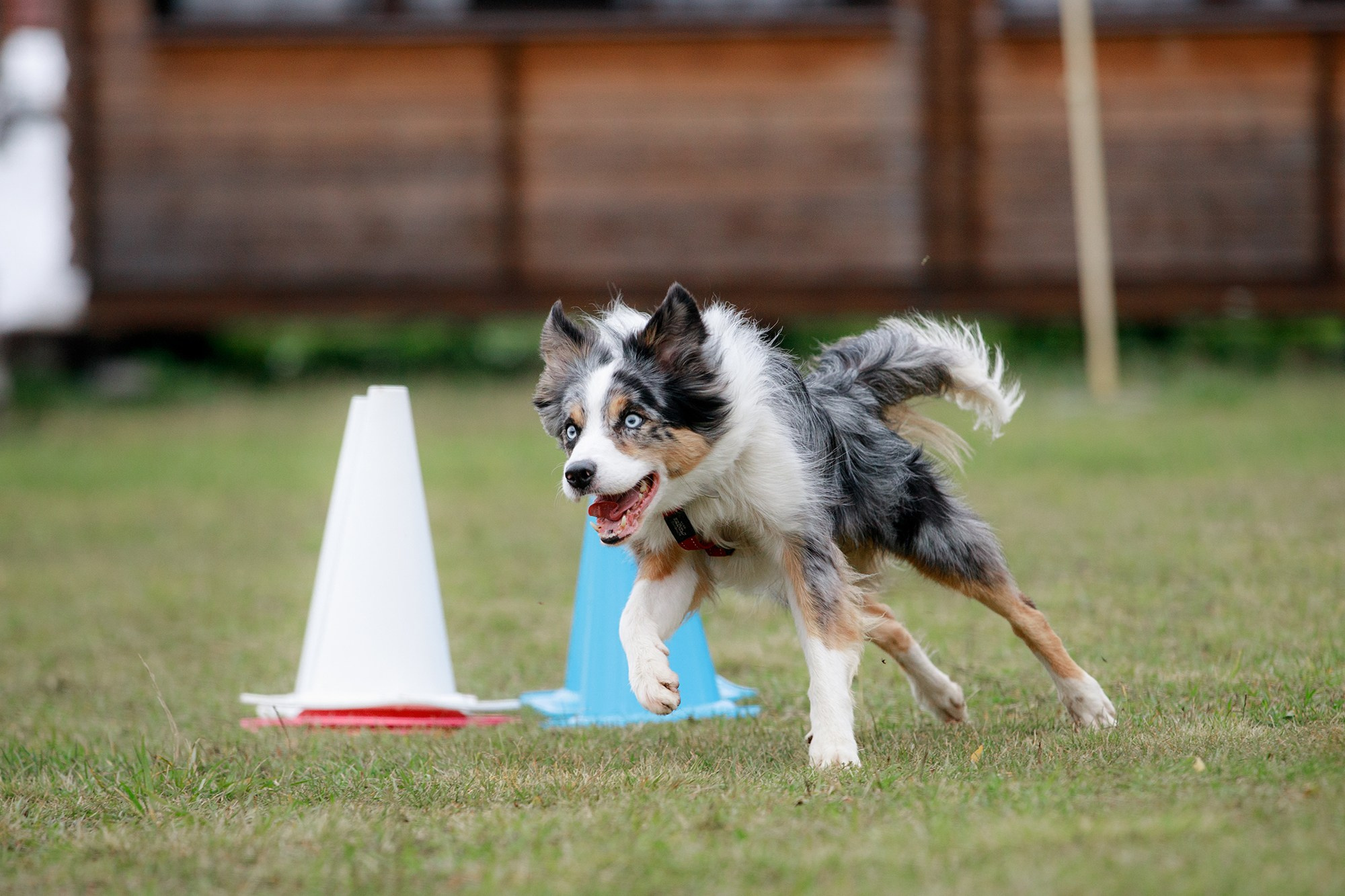 Лагерь по ОБД с Инной Баженовой. Фотограф-анималист Mary Mart — Москва, Питер