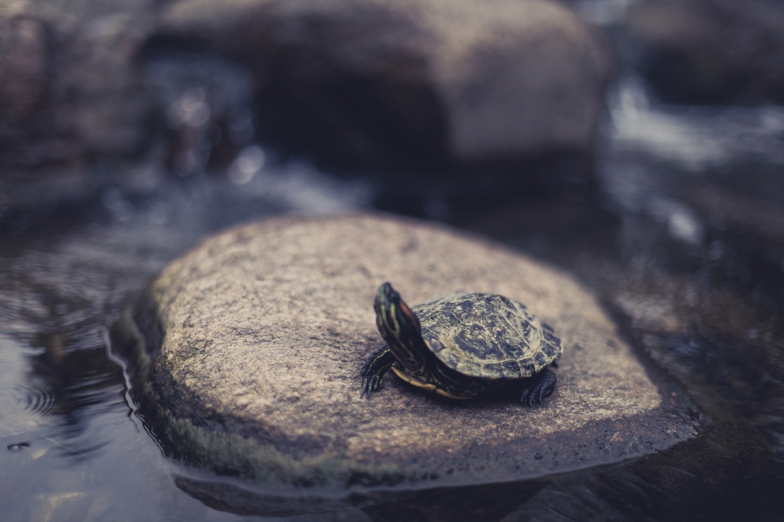 Стрит фотография. Фотограф и видеограф Лашманов Павел