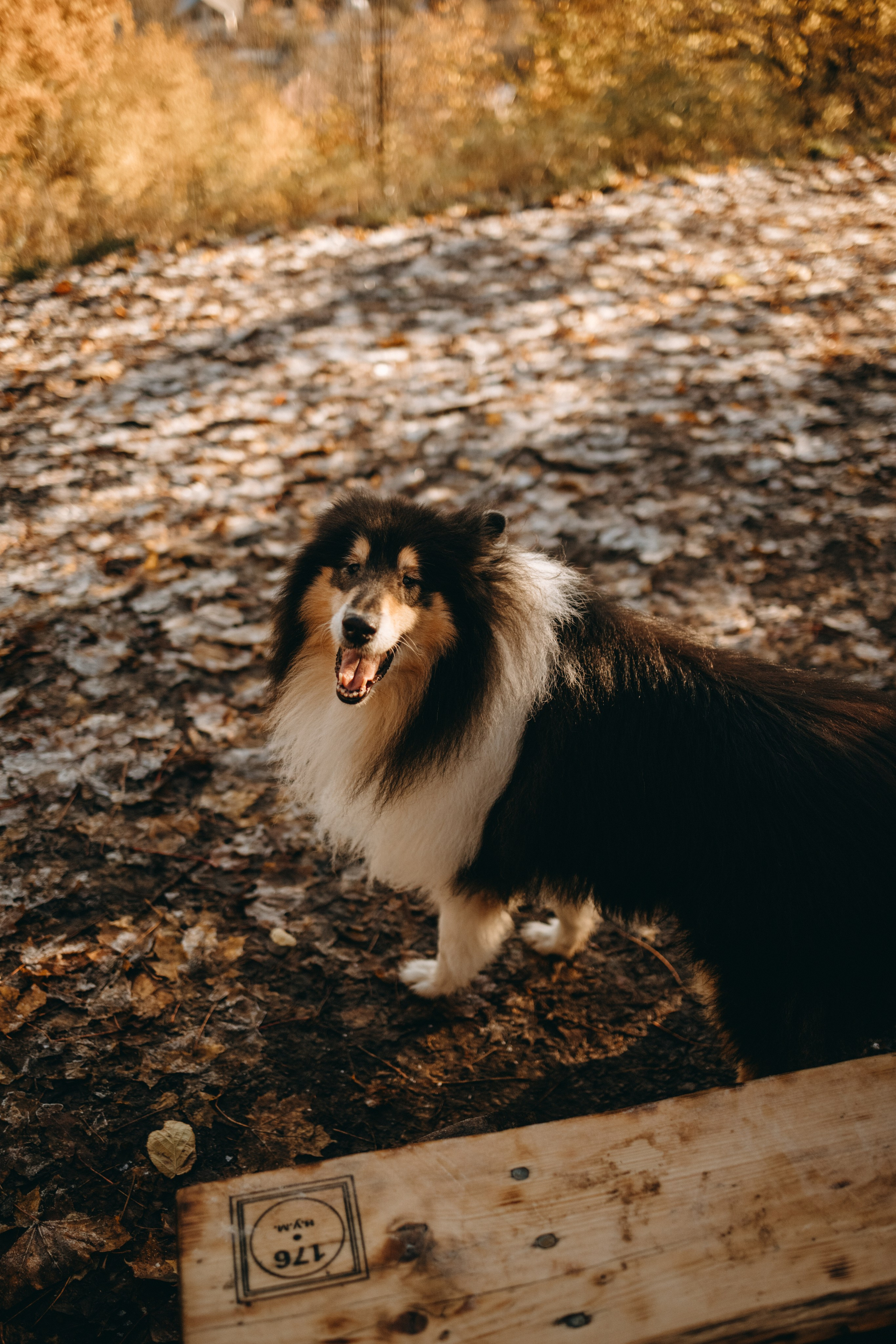 Ия и Барт. Фотограф — Анималист | Санкт-Петербург