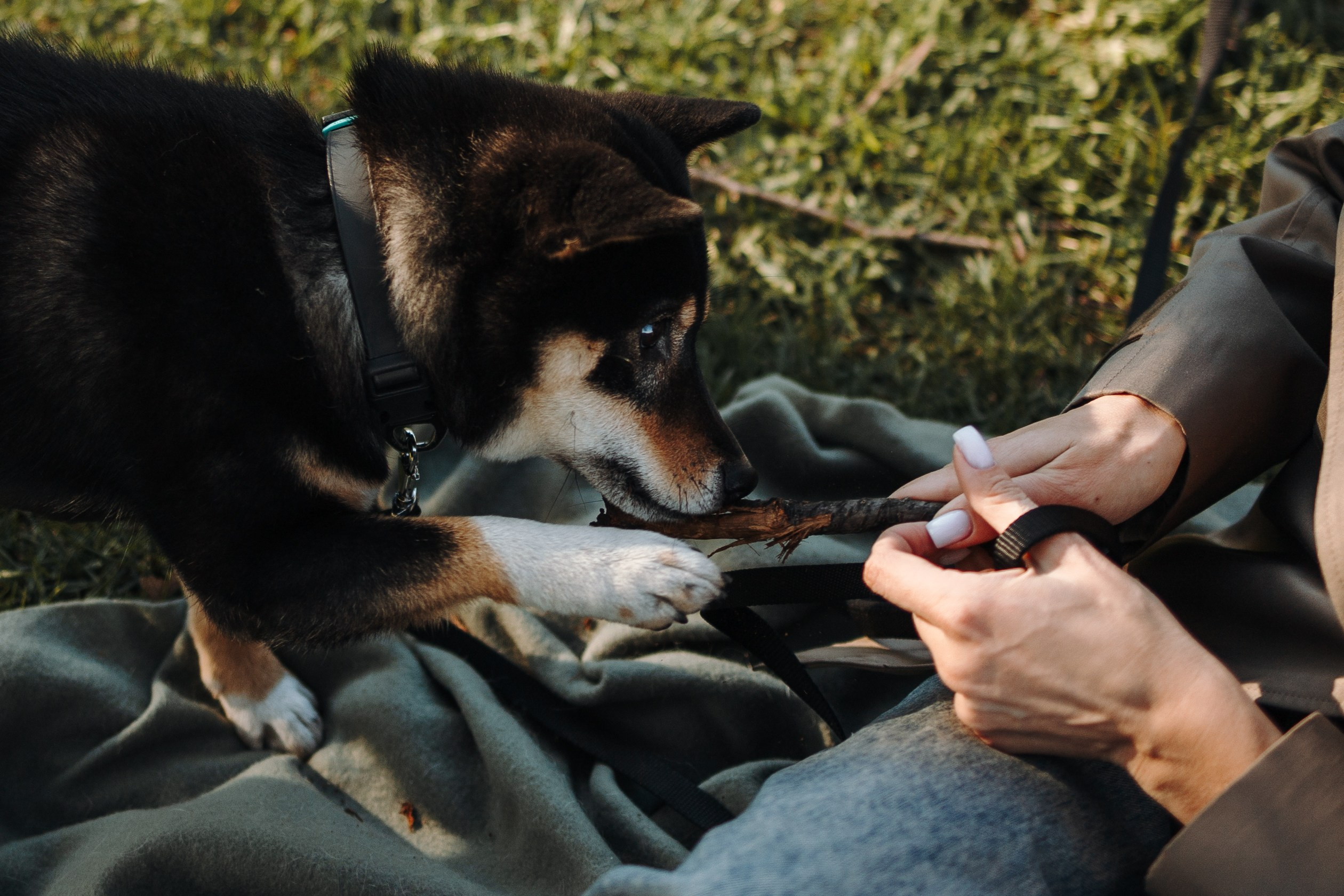 Даша и ее девочки. Фотограф — Анималист | Санкт-Петербург