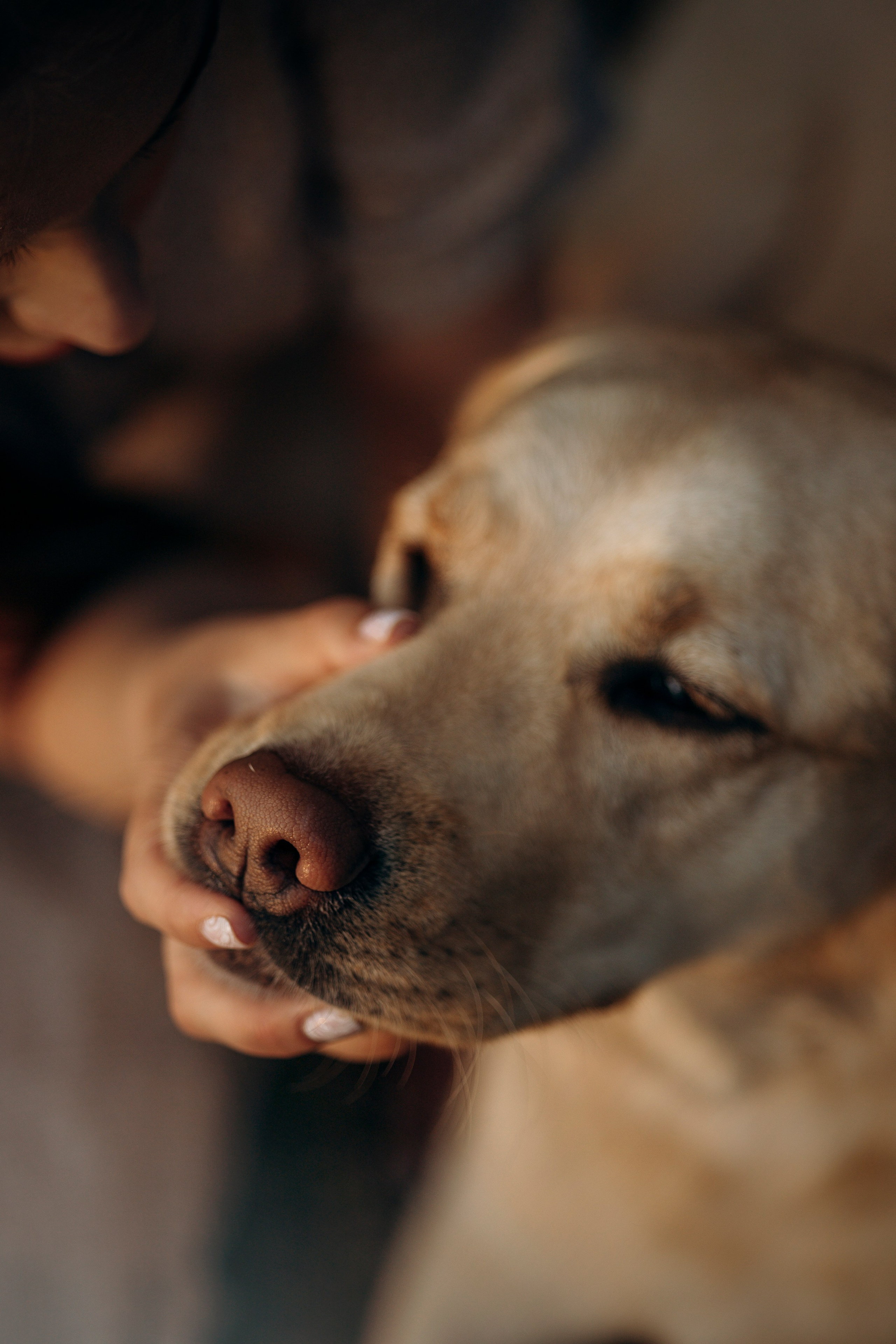 Шани и ее семья. Фотограф — Анималист | Санкт-Петербург