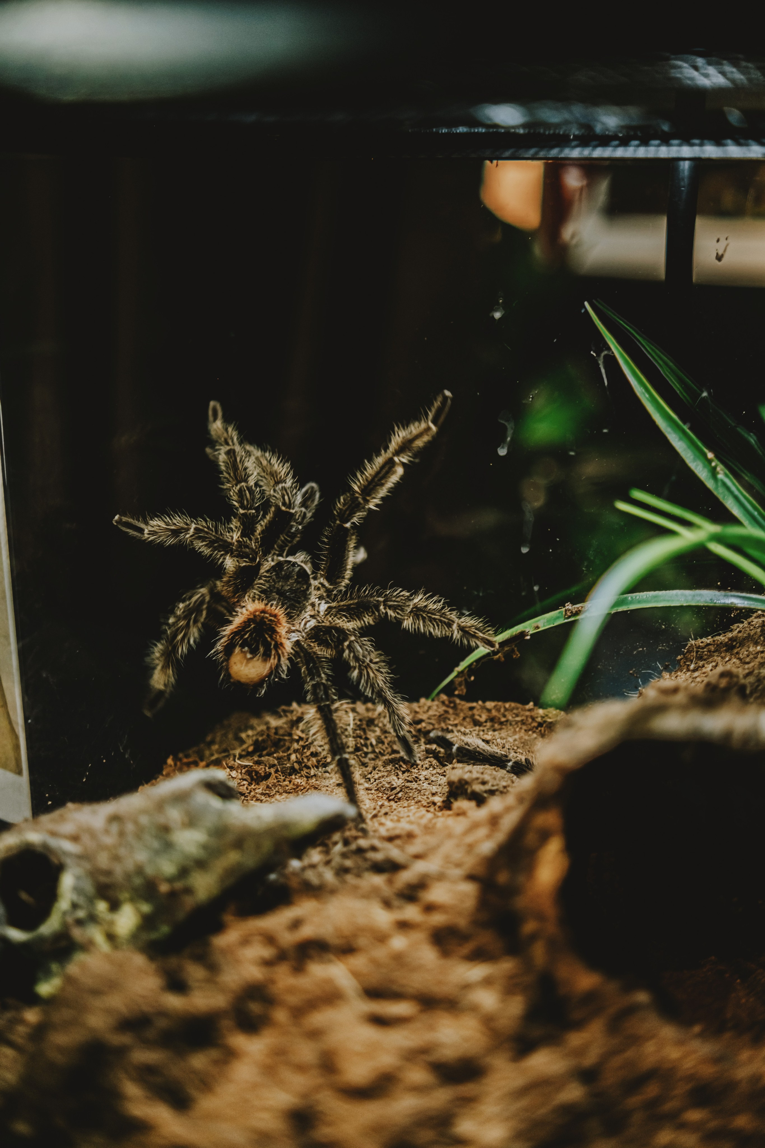 Дом Драконов. Nattie.ph