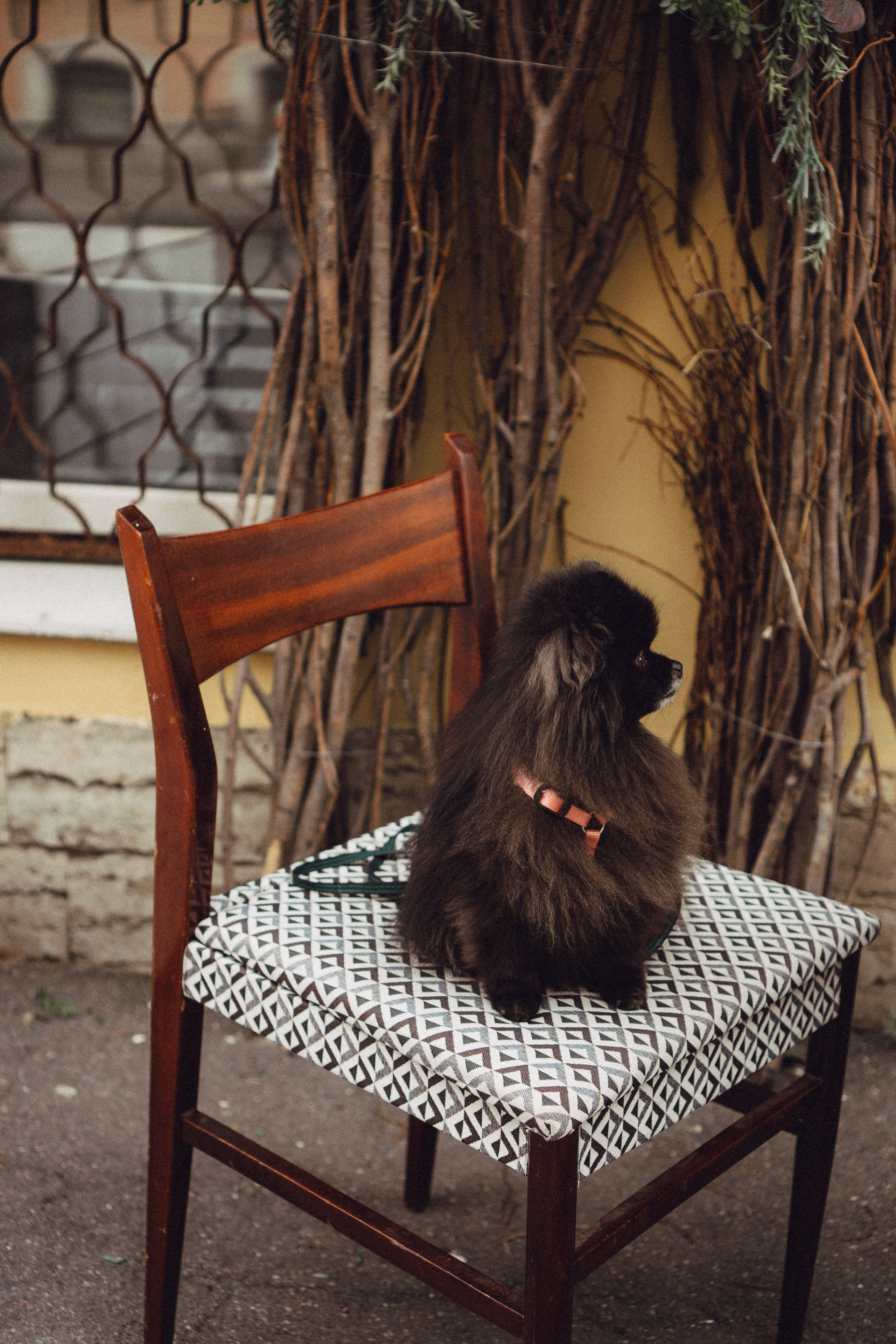 Беременность (только часть фото по желанию клиентов могу показать)). Профессиональный фотограф, Санкт-Петербург — Виктория Богомолова