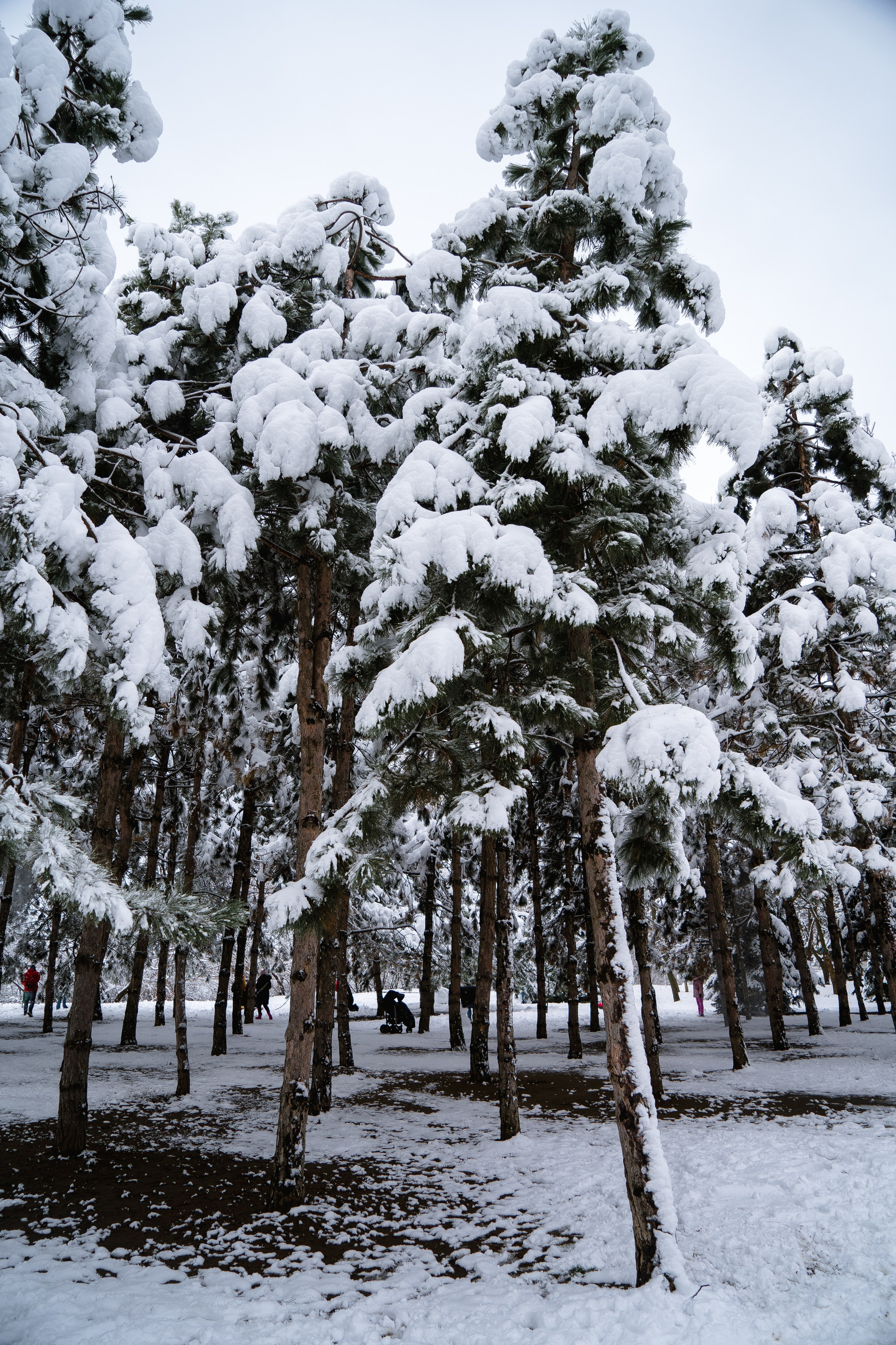 Зима 2024. Свадебный и семейный фотограф/видеограф в Краснодаре Наталья Осинская