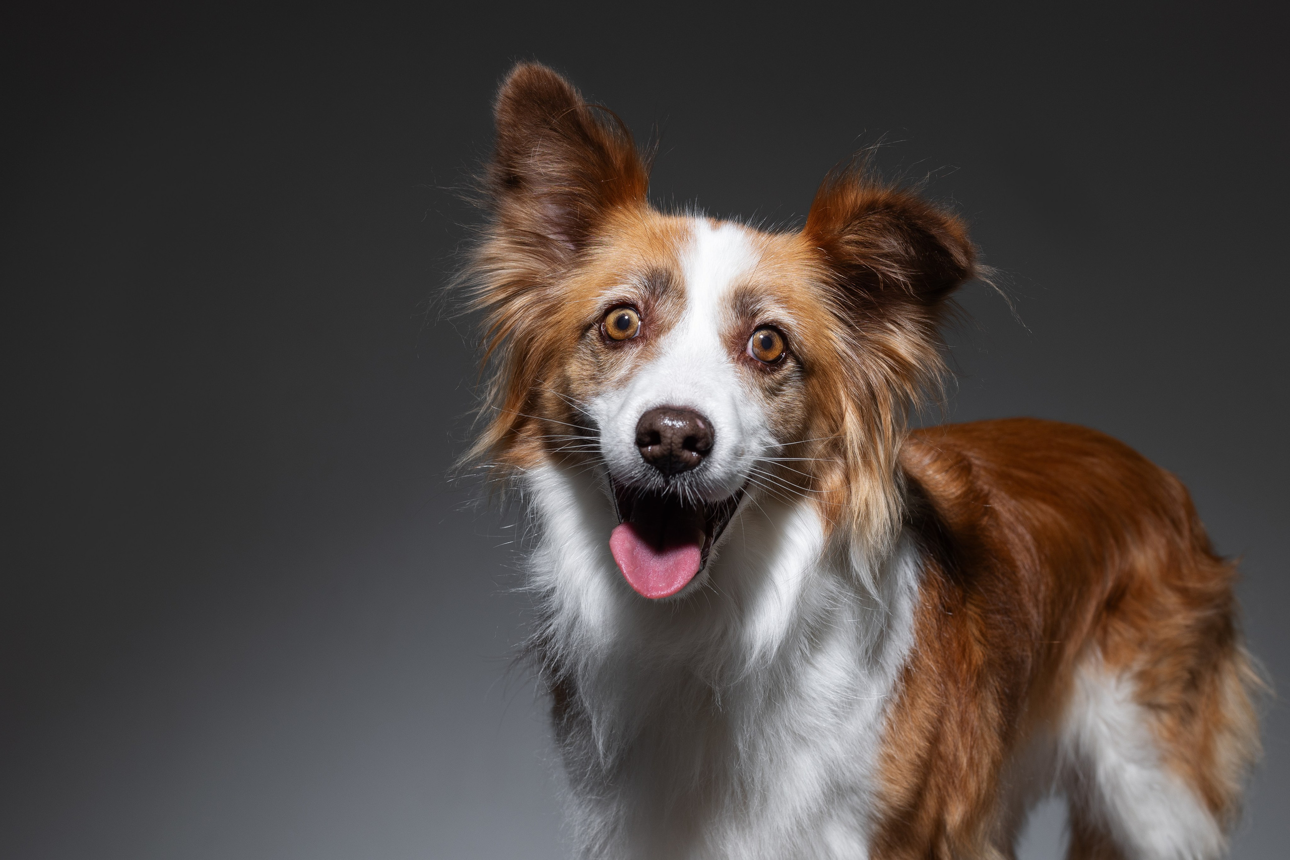 Беатрисс и бордер Вивьен в студии. Фотограф анималист в Москве Майорова Евгения
