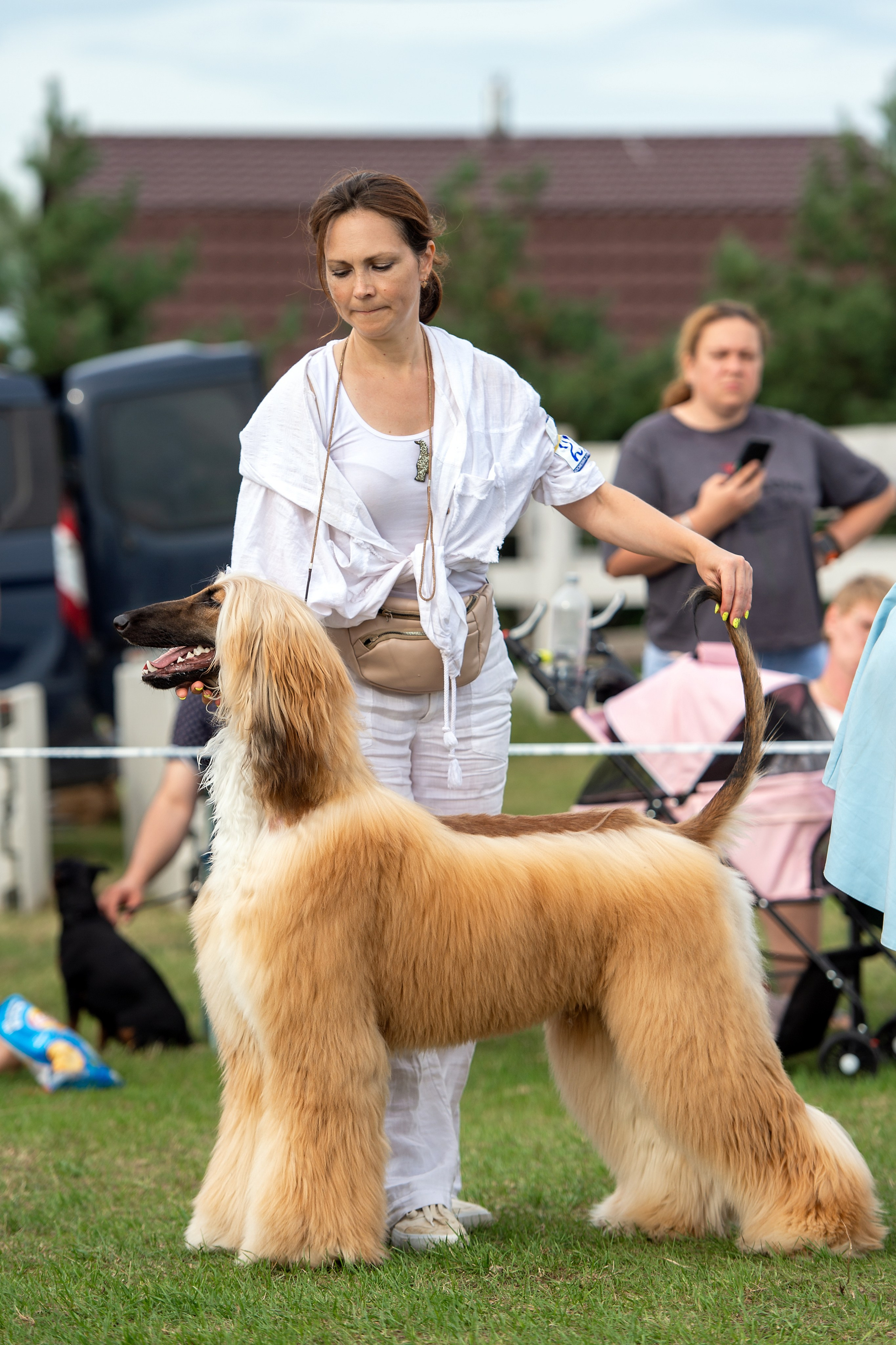 Республиканская выставка собак всех пород. Галерея фотографий афганской борзой