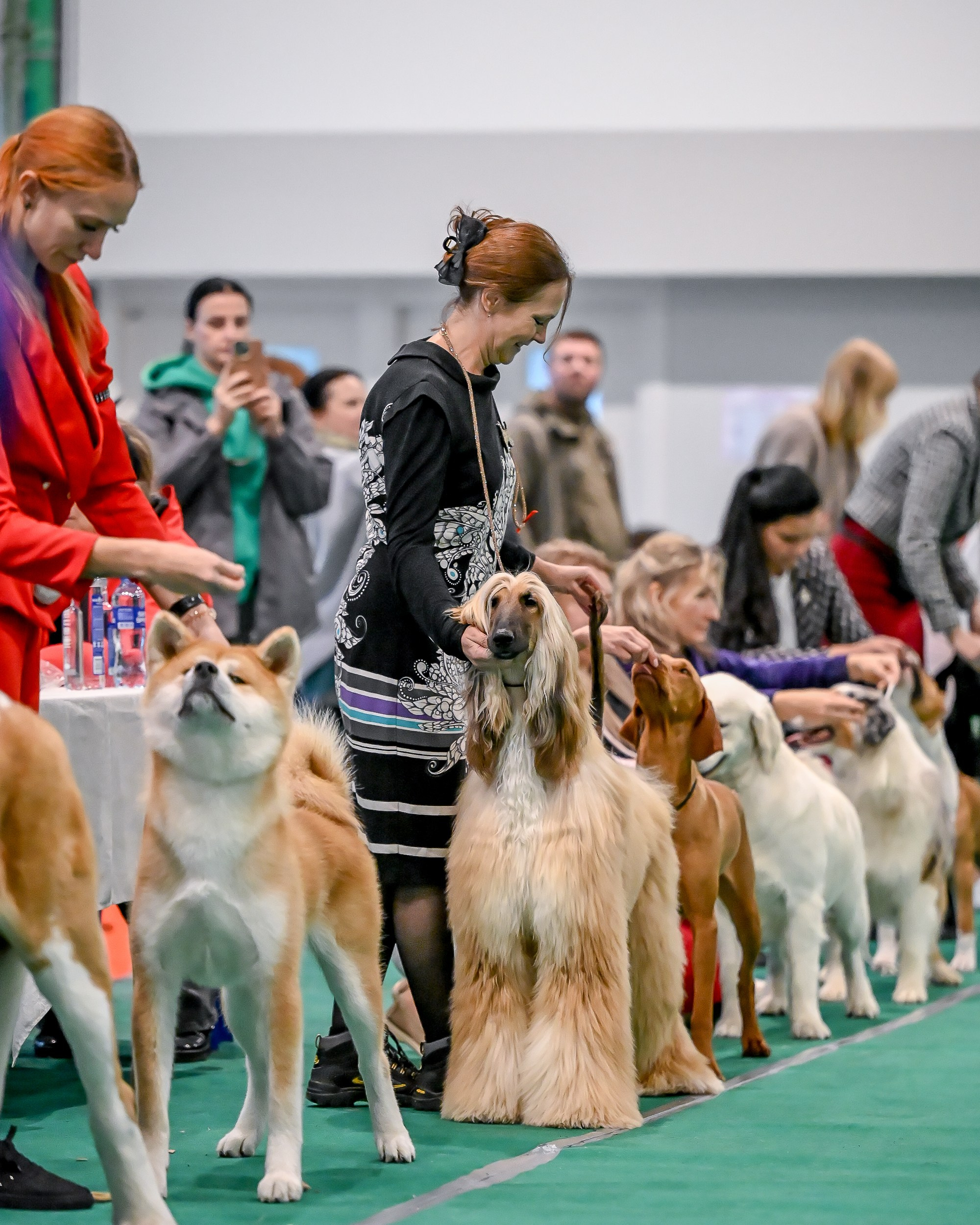 19.10 МКС и Элита. Галерея фотографий афганской борзой