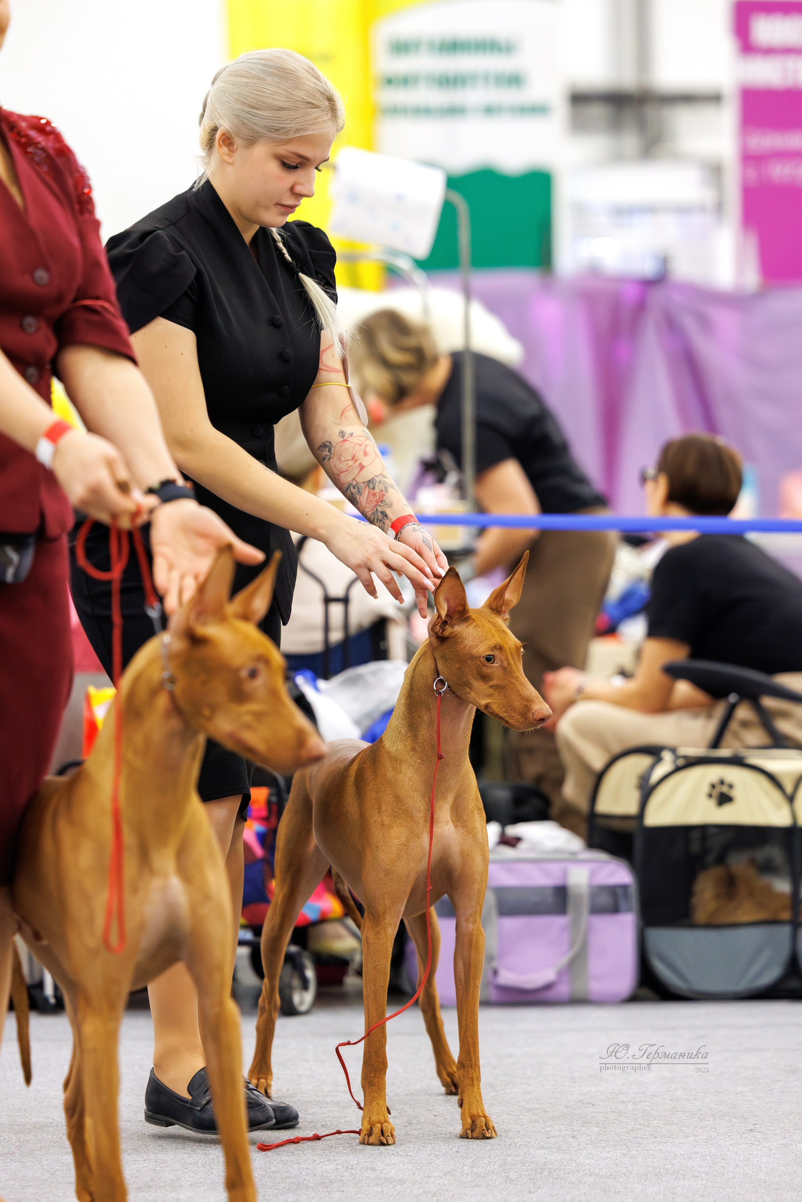 Питер 12-13.12.2025. Фотограф-анималист Юлия Германика