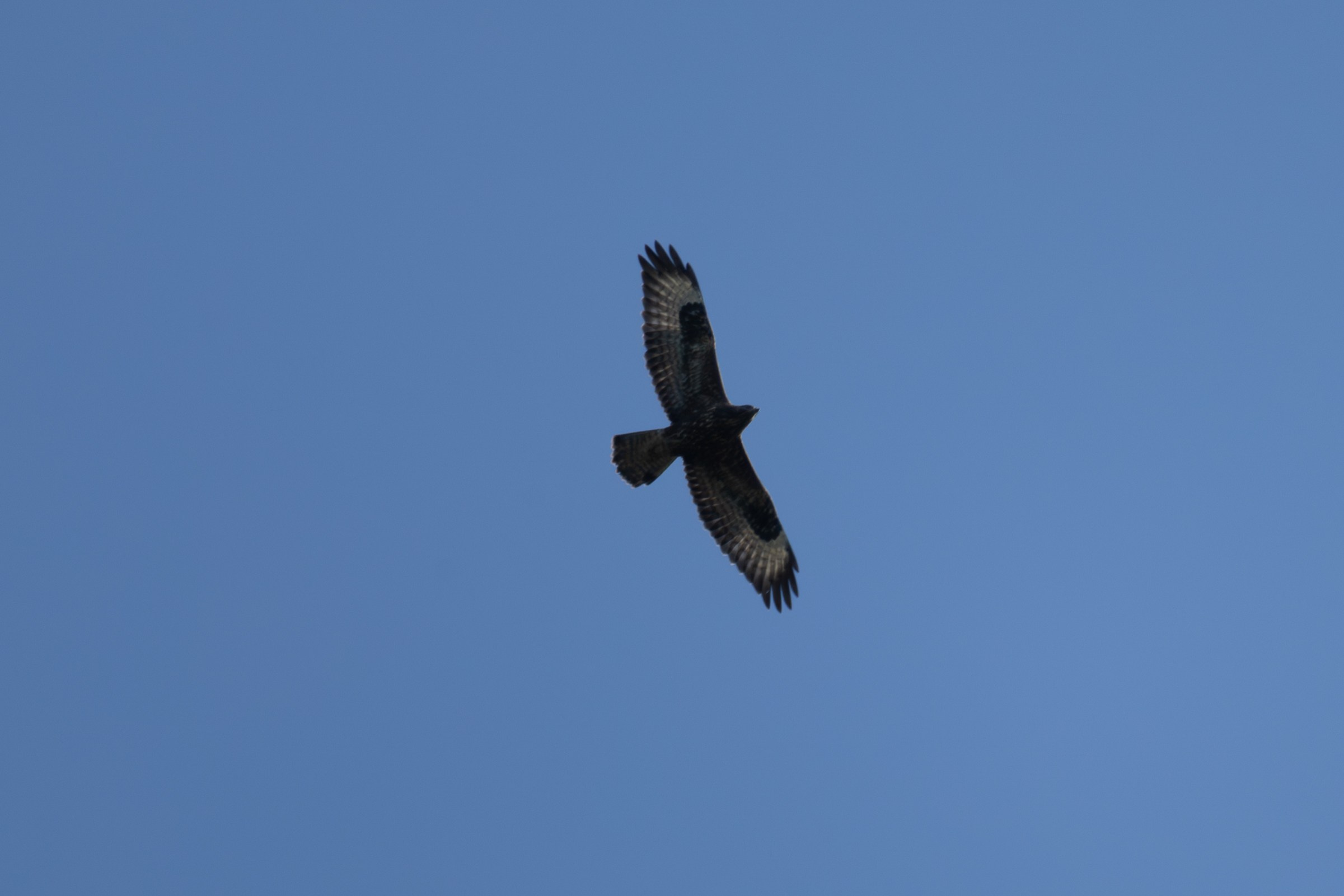 Птицы СНТ «Подлесье». Птицы парков г. Люберцы