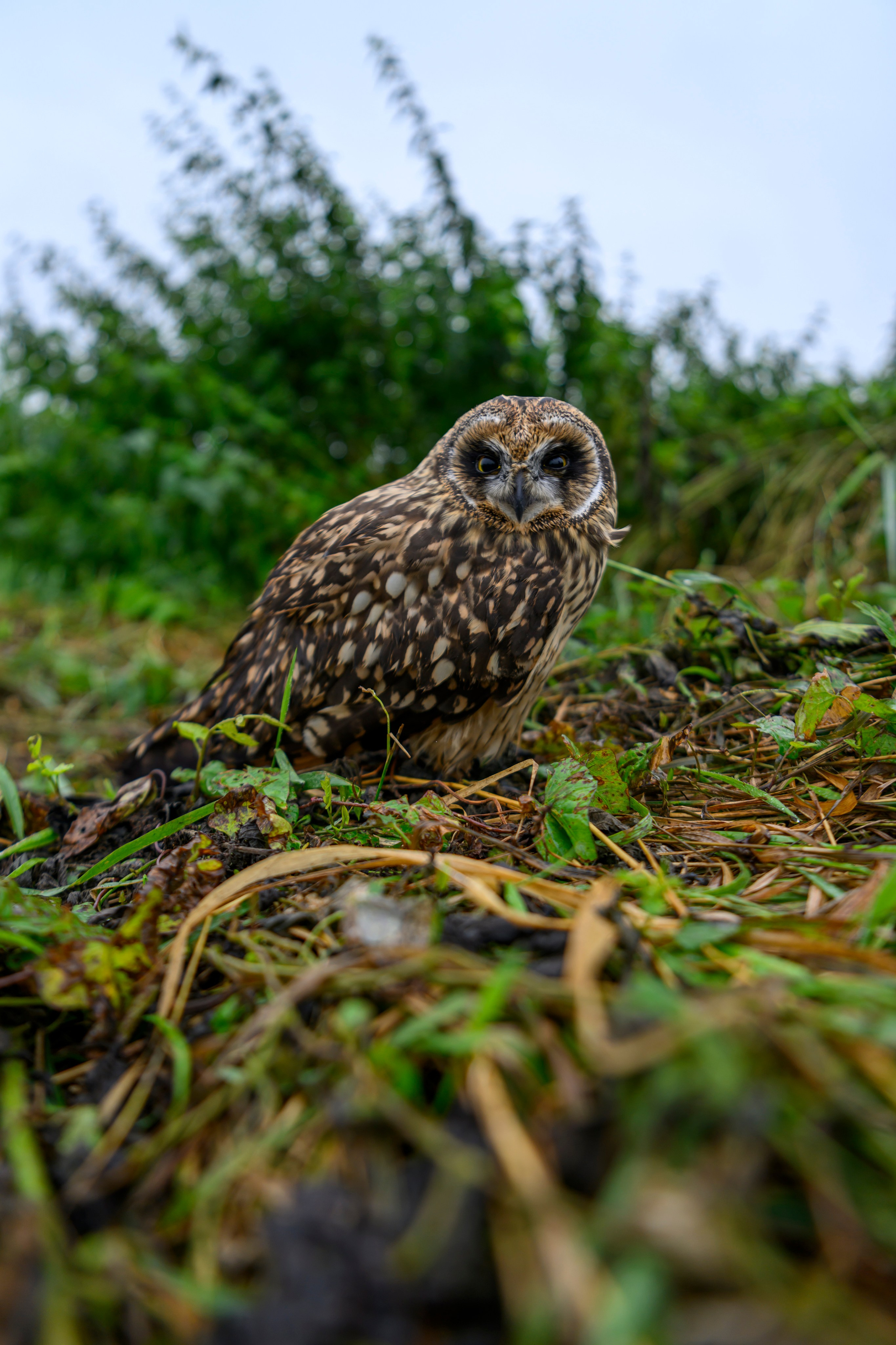 Фотосессия совенка | Owlet photo session. Фотограф Сергей Пупонин