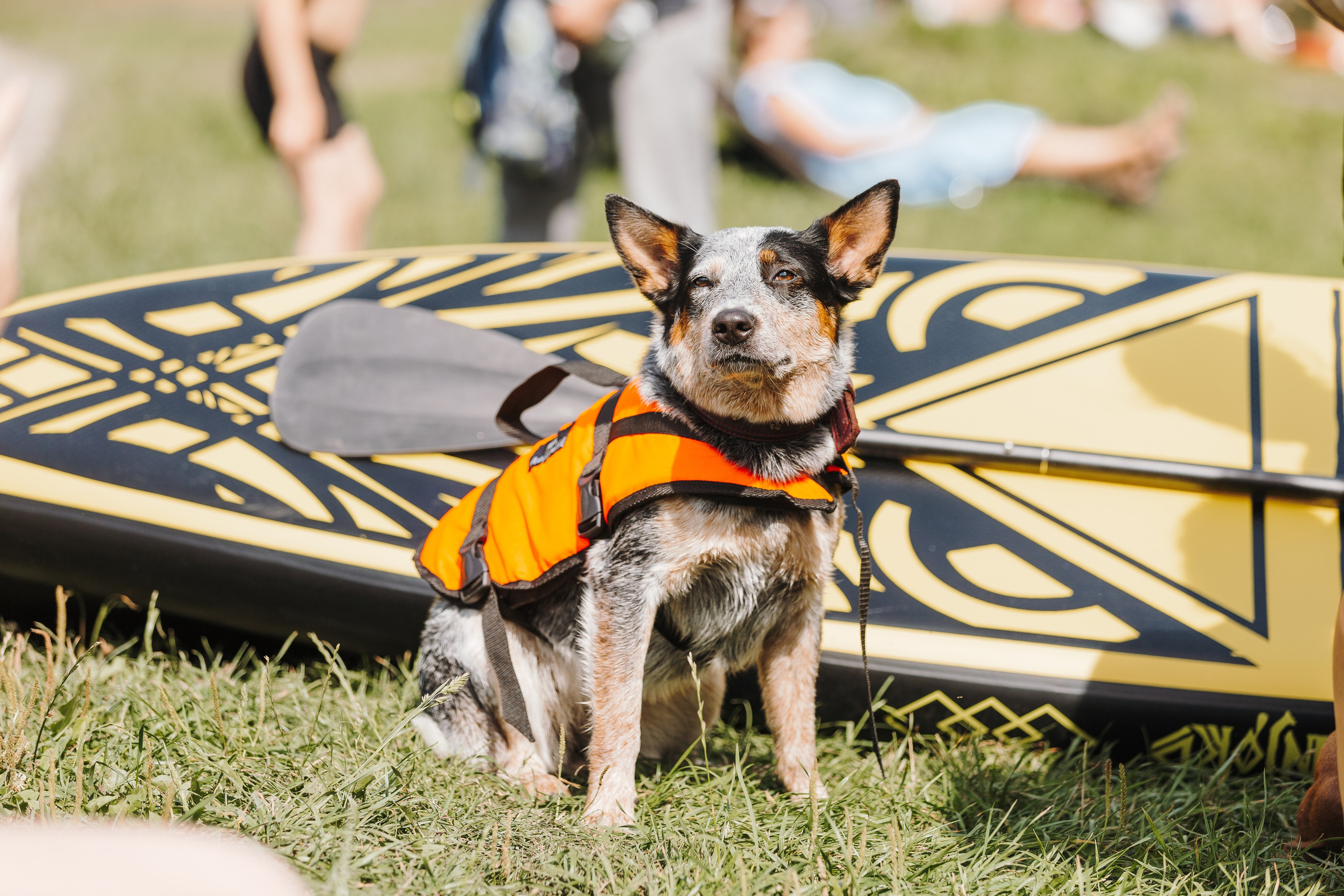 Petshop Sup day. Фотограф анималист Кристина Карпова, Москва