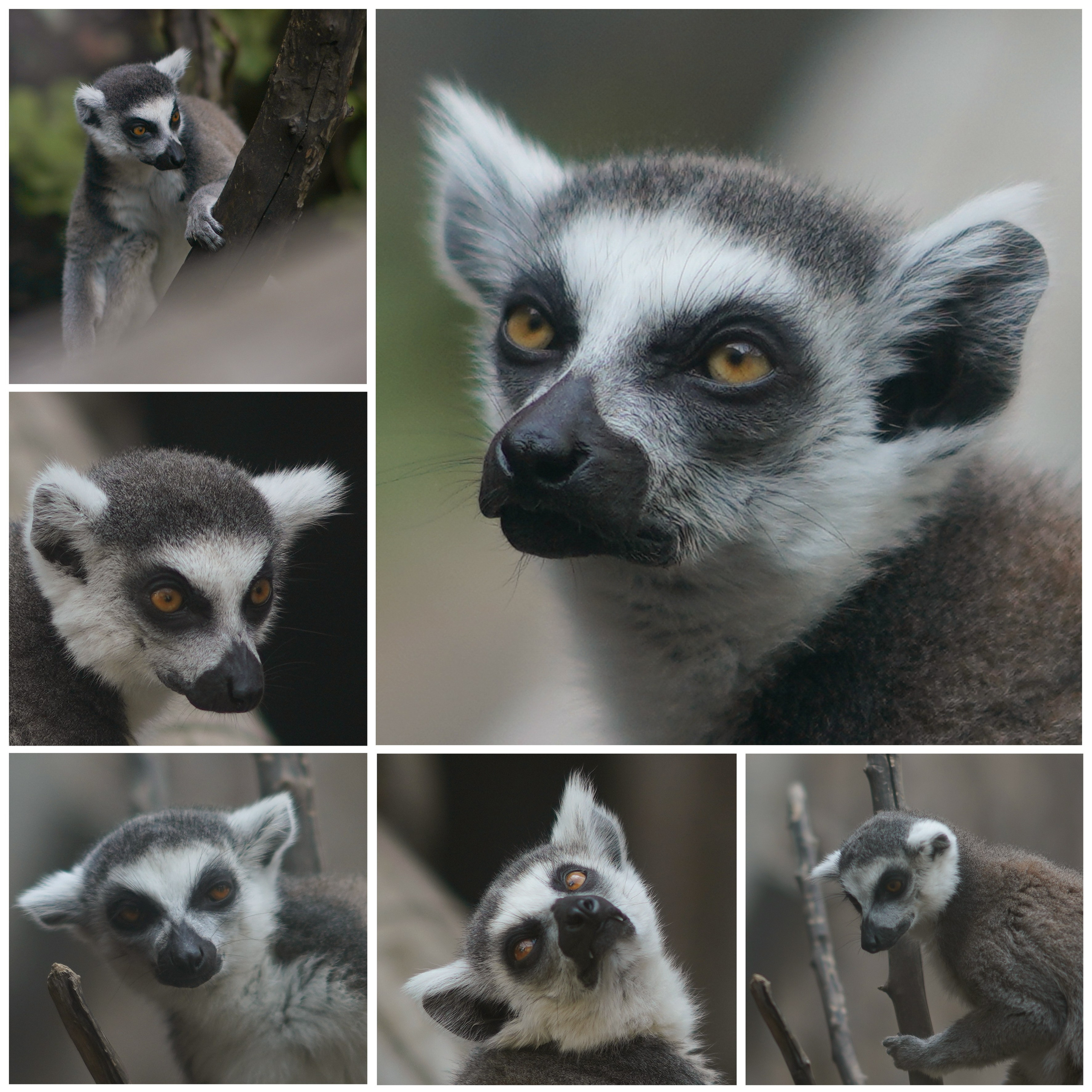 Животный мир📸. Фотограф Москва и Сергиев Посад Ирина Ермакова