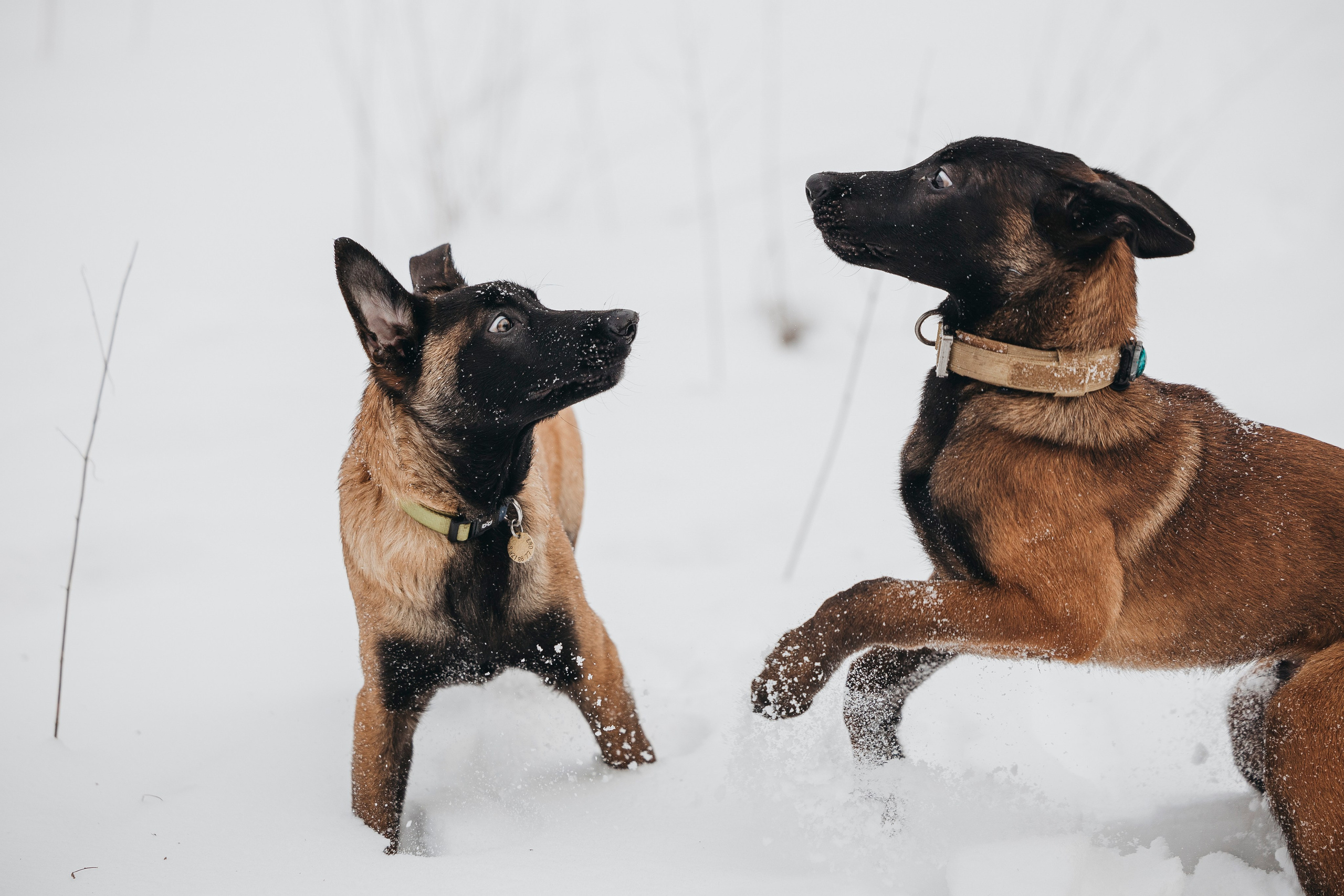 Даша, Омен, Айс и Рицу. Фотограф-анималист Анна Маринич