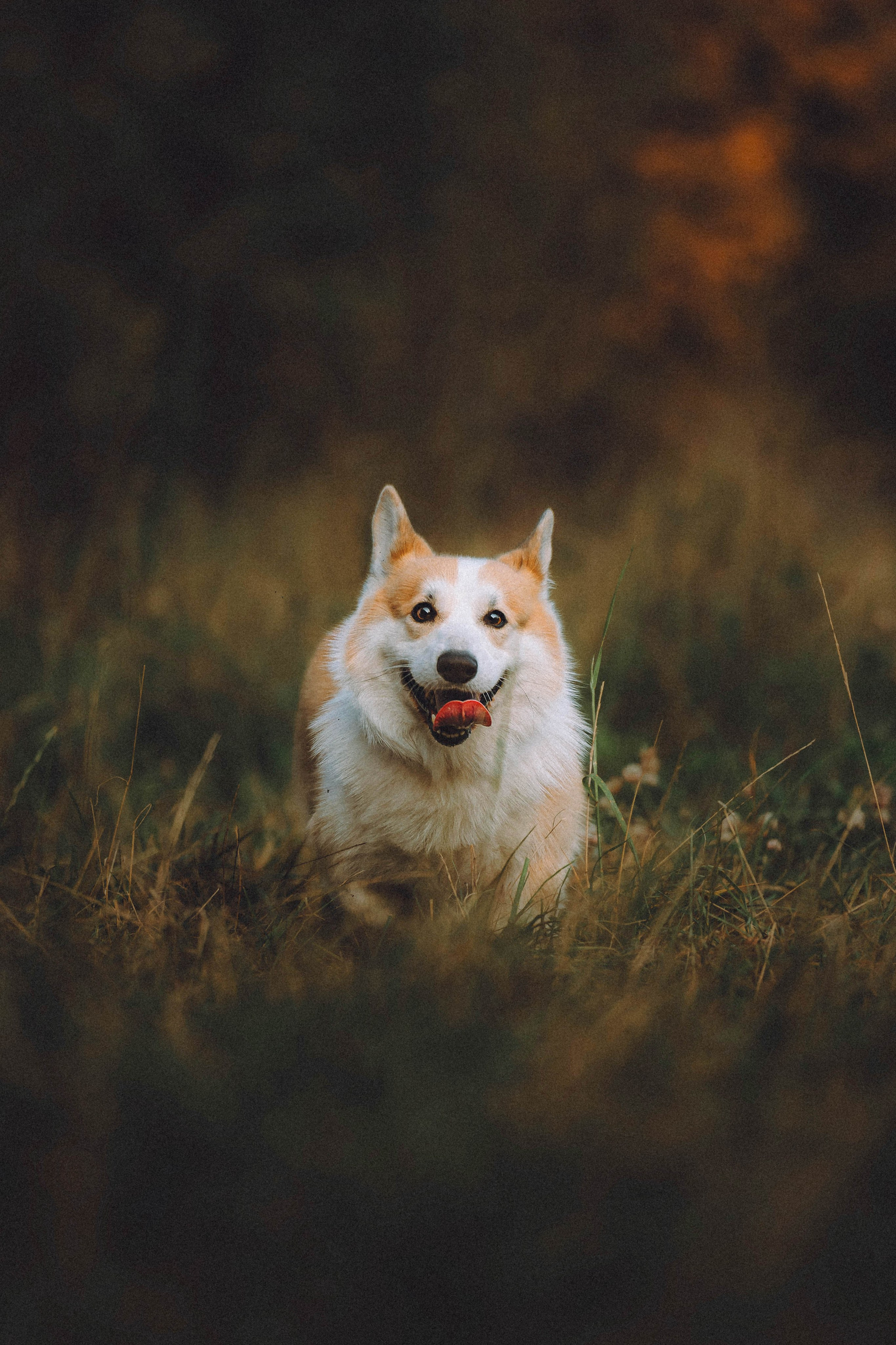 Арчи и его семья