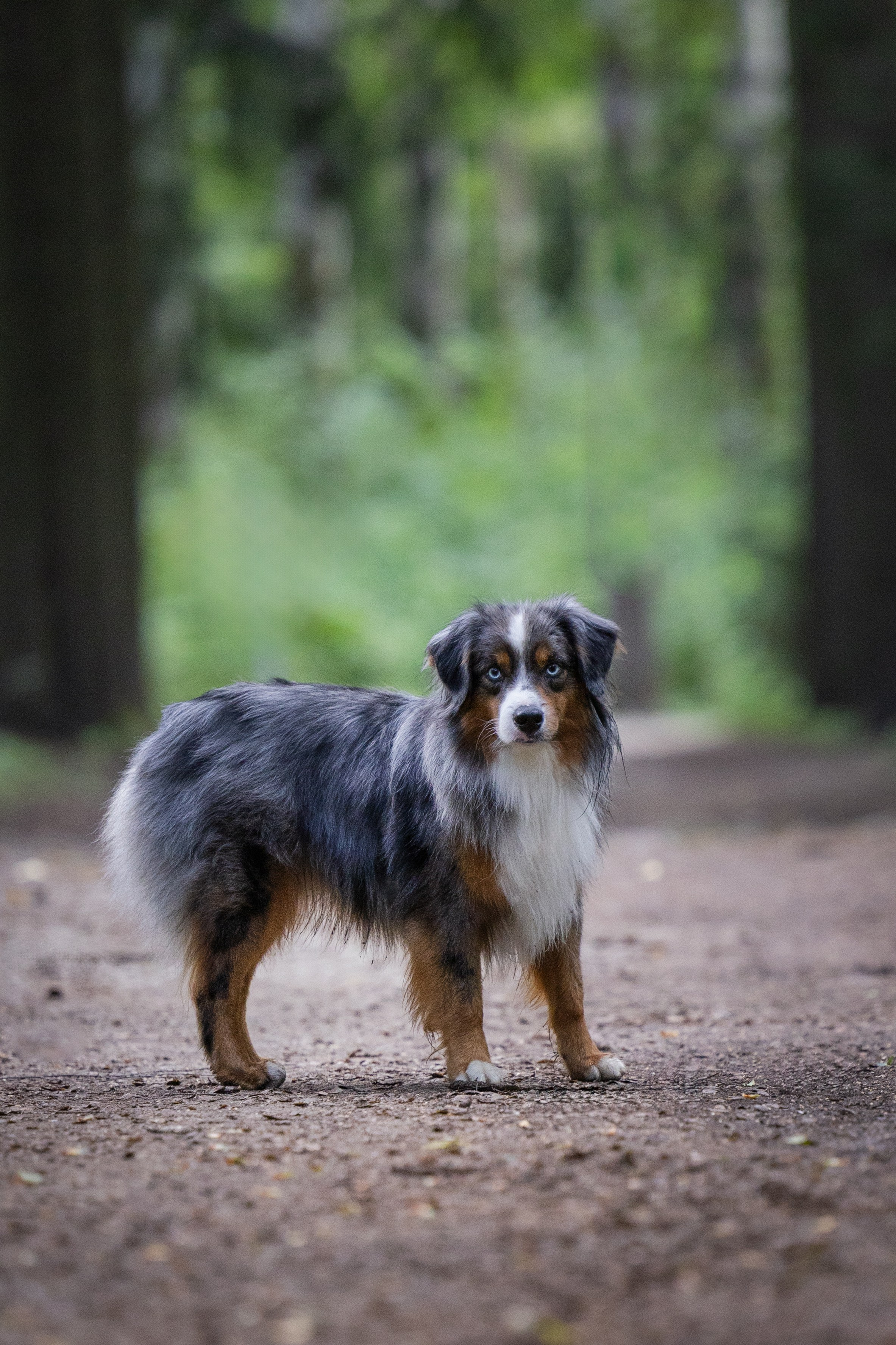 Макс и Сезам. Виктория Михайловская. Фотограф-анималист. Москва