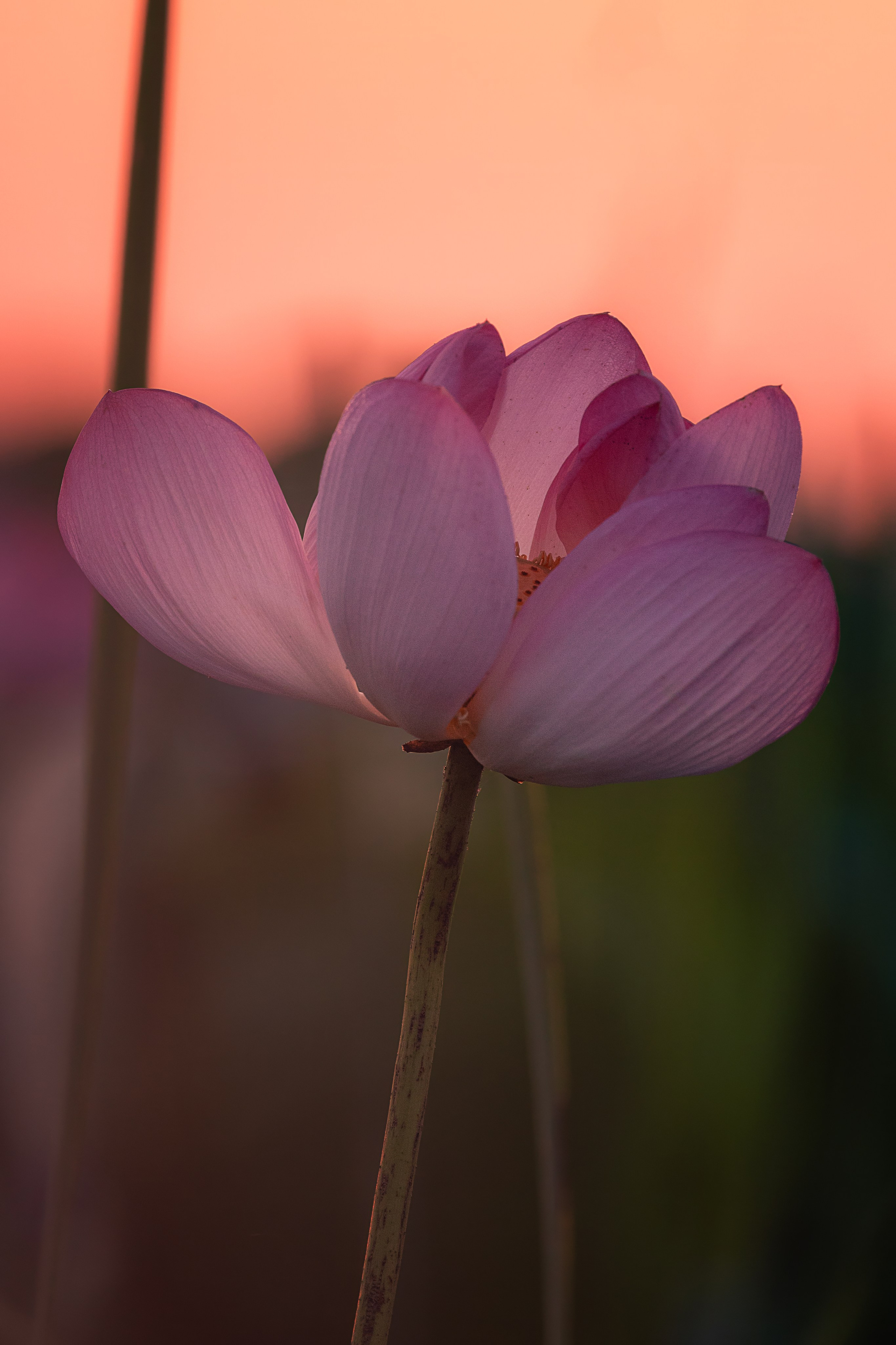 Астраханская область 2025 | Фотограф Дмитрий Купрацевич. Дмитрий Купрацевич профессиональный пейзажный и travel-фотограф