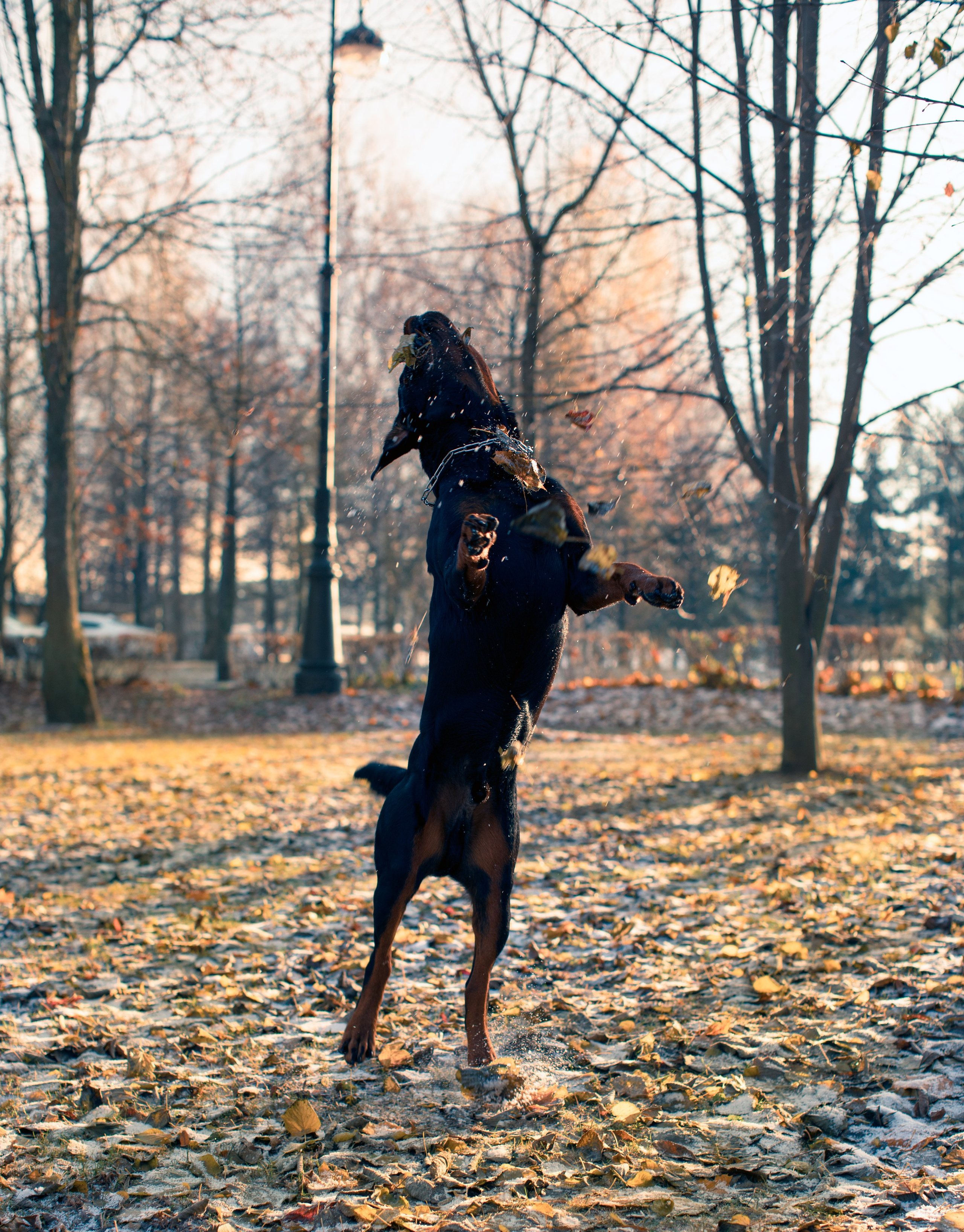 Ротвейлер Аватар. Портретная и семейная съемка. Фотограф анималист