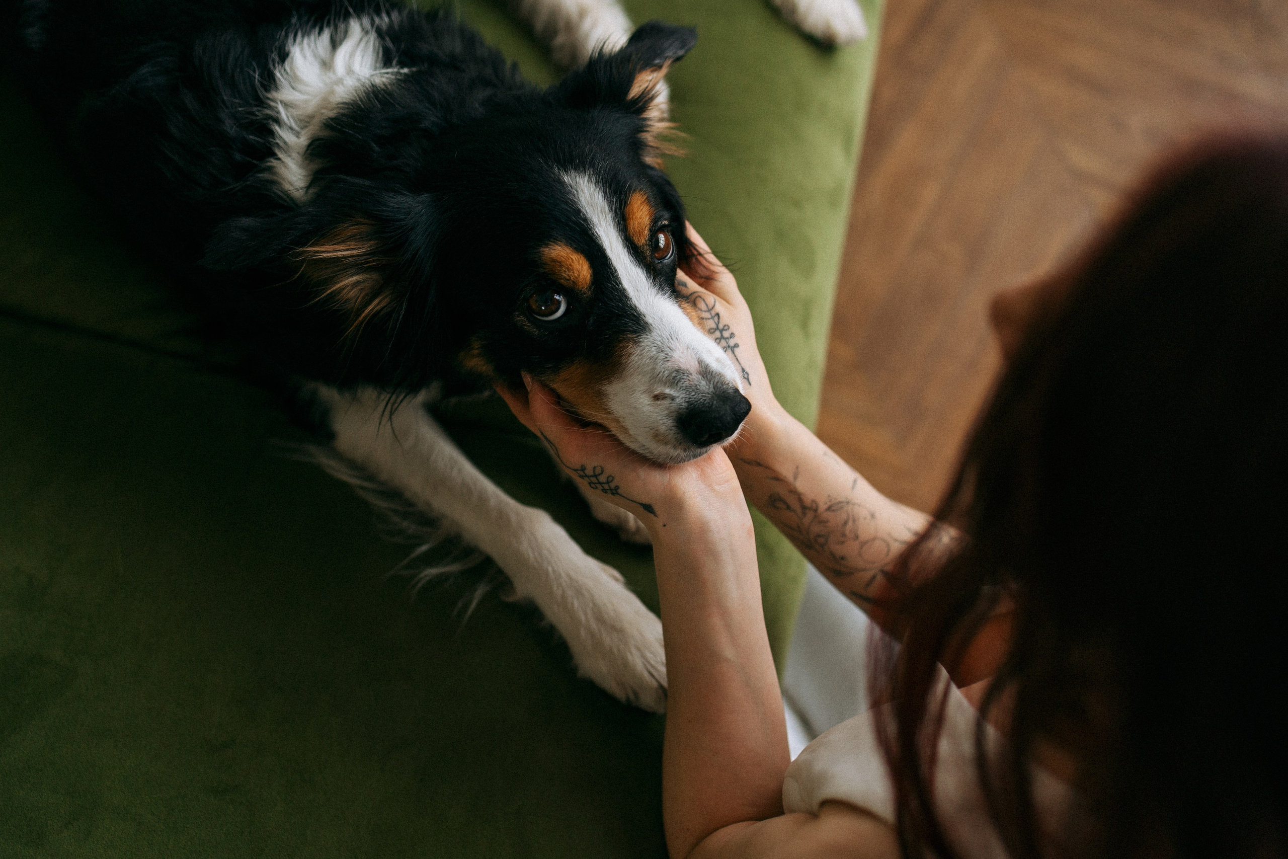 Цунами, Теон и Женя. Фотограф анималист Анастасия Пикей