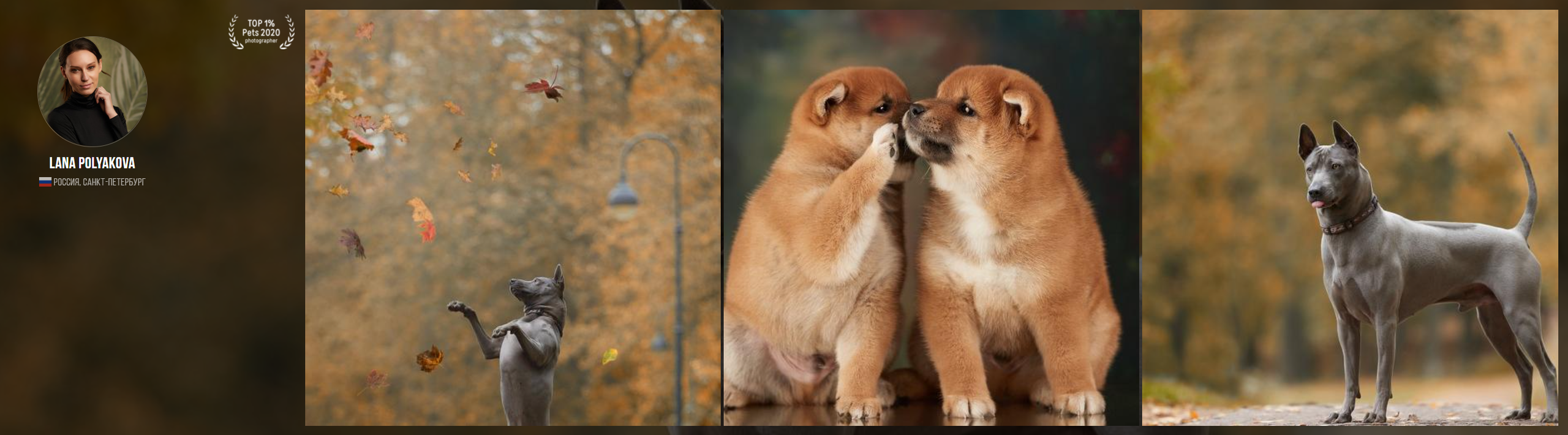 Участник тематического конкурса 35AWARDS: Домашние животные 2020. По результатам основного голосования работа "Не время унывать" вошла в TOP 2% лучших фотографий конкурса. Также, вошла в TOP 1% лучших фотографов конкурса. Всего участие приняло 4464 человека из 106 стран и 1265 городов. В общей сложности на конкурс было подано 12226 фотографий.