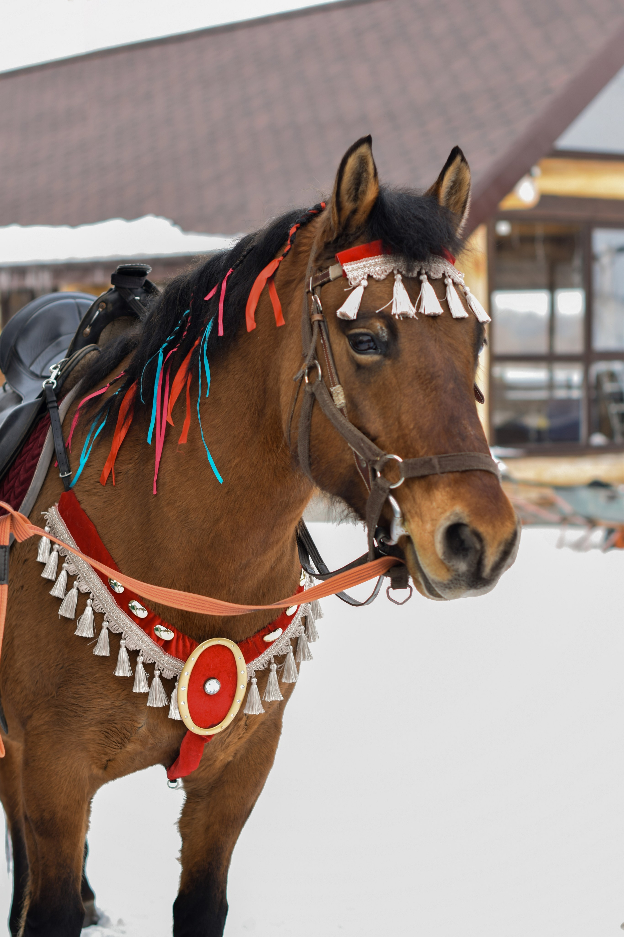 Масленица в Родославном. Конный фотограф в Саратове Юлия Иванова