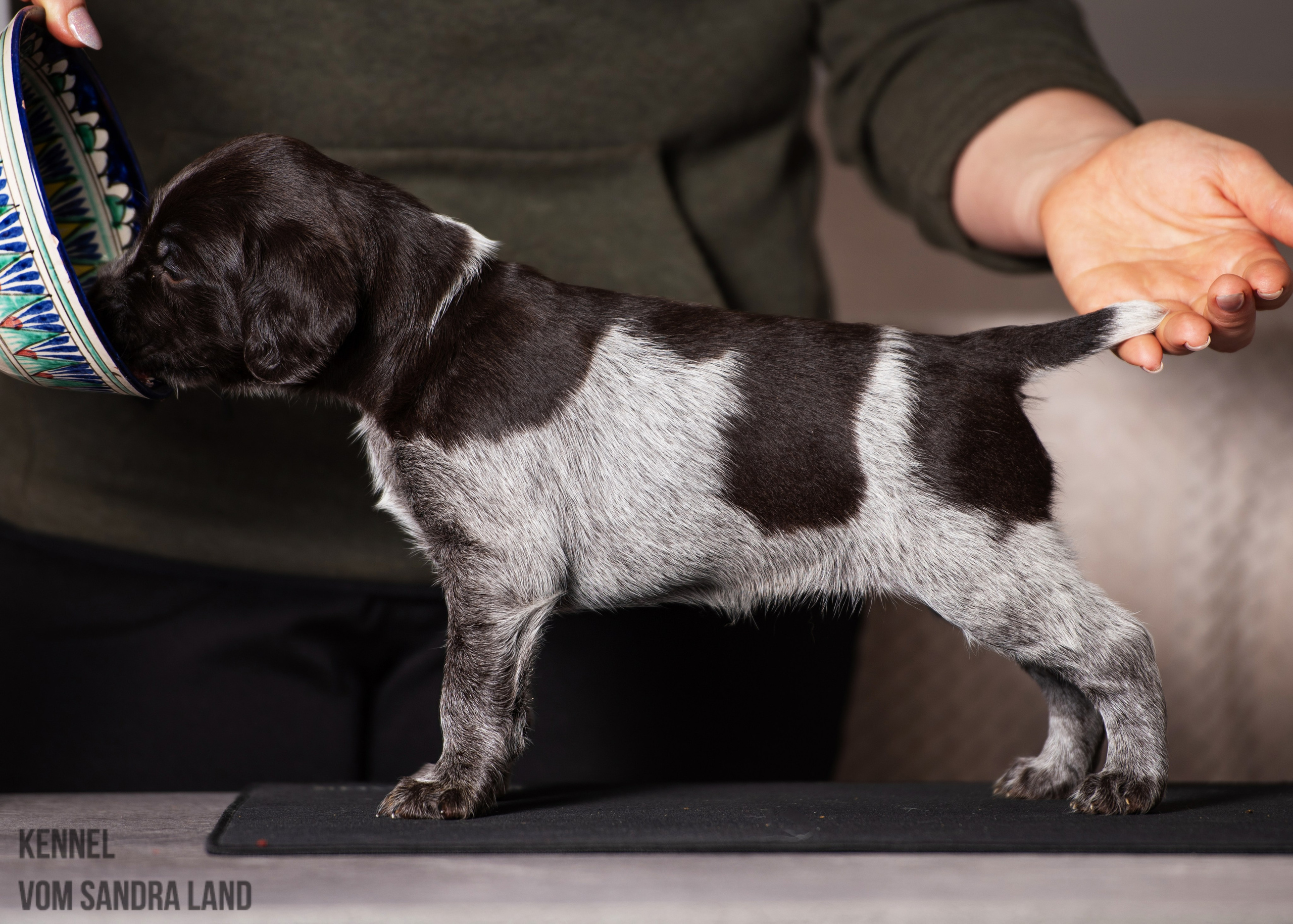 Вигдис вом Сандра Лэнд, Vigdis vom Sandra Land