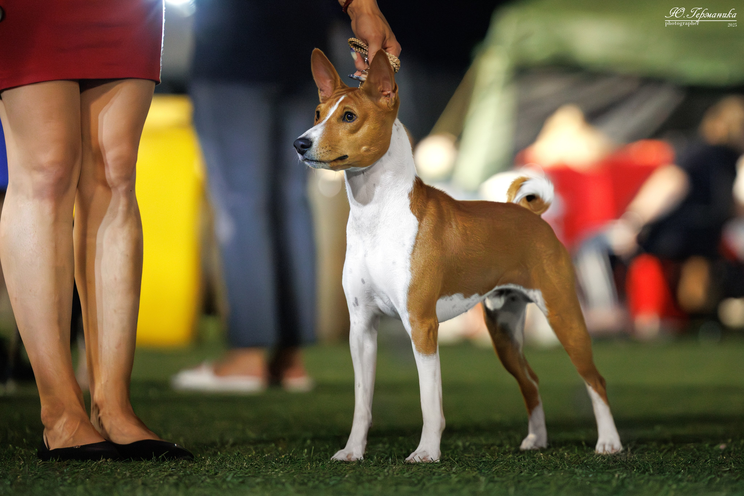 Калининград 25-27.07 Волгоград 1-3.08 2025. Фотограф-анималист Юлия Германика