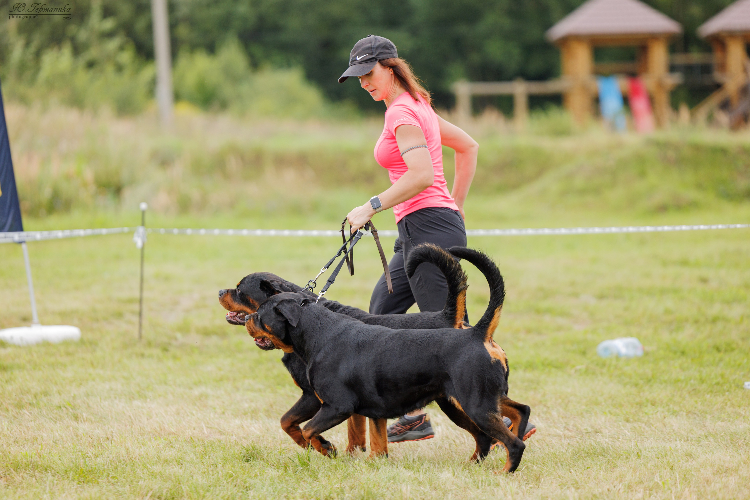 Рязань 2хмоно ротвейлеры 16-17.08.2025. Фотограф-анималист Юлия Германика
