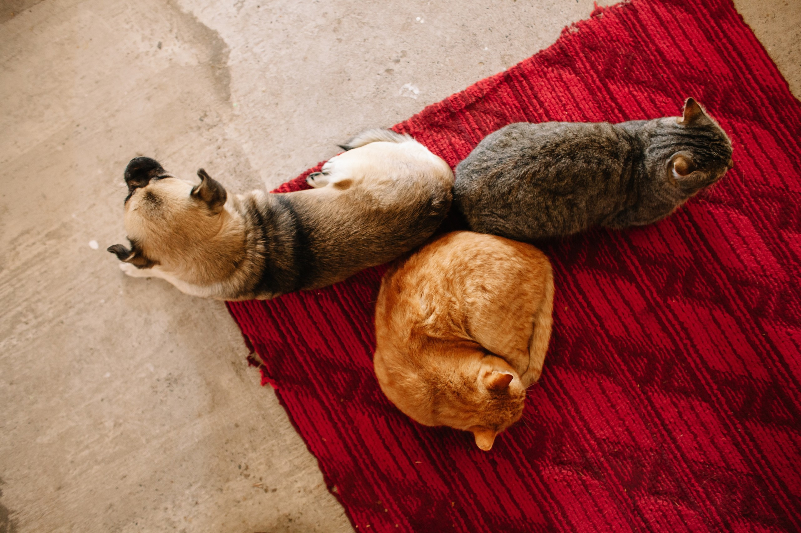 Тульский Снеговик Гуамка. Семейный и свадебный фотограф в Майкопе Михаил Мартиросян