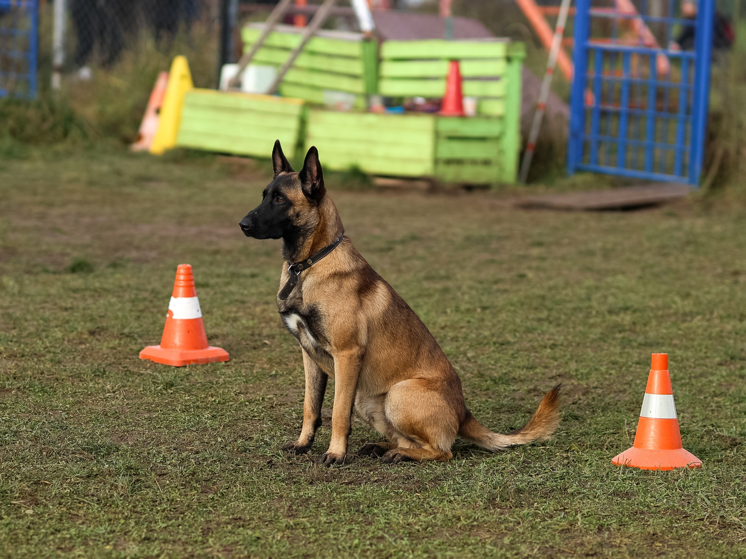 Соревнования BH. Фотограф-анималист в Москве Кириллова Татьяна