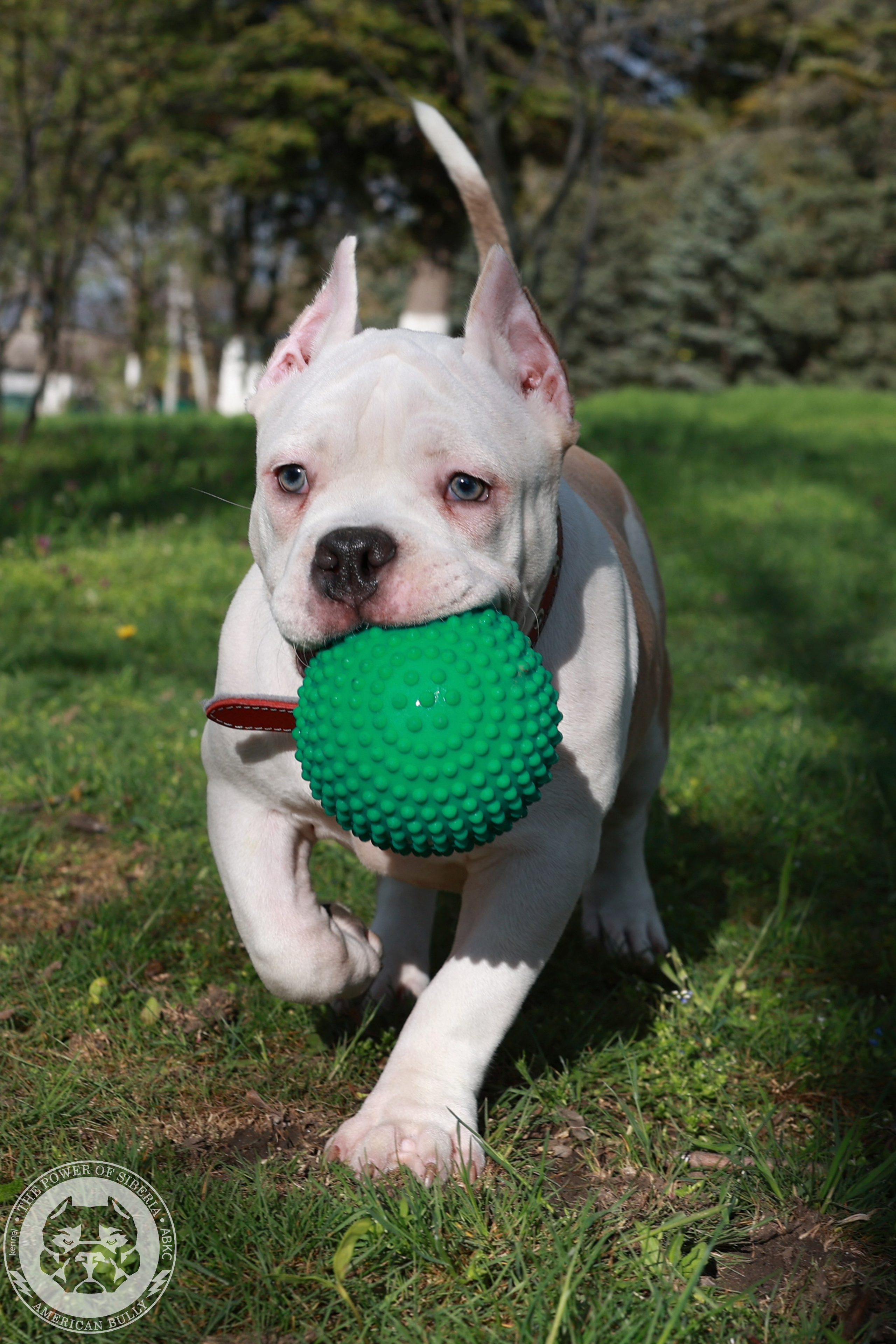 Свободные щенки Американский Булли, в типах покет, классик, стандарт. Американский Булли в г. Ростов-на-Дону. Питомник THE POWER OF SIBERIA