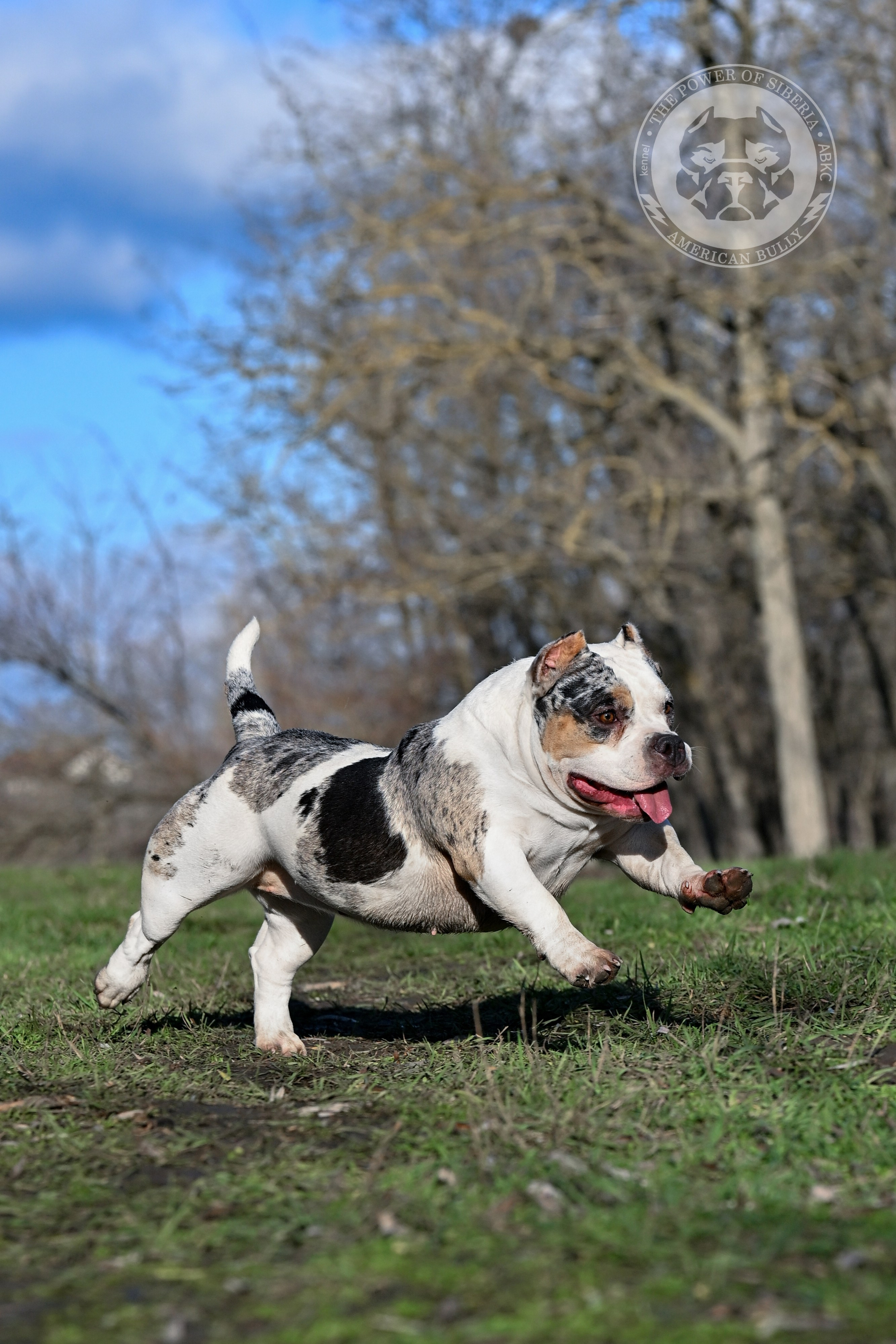THE POWER OF SIBERIA BAFFI. Американский Булли в г. Ростов-на-Дону. Питомник THE POWER OF SIBERIA