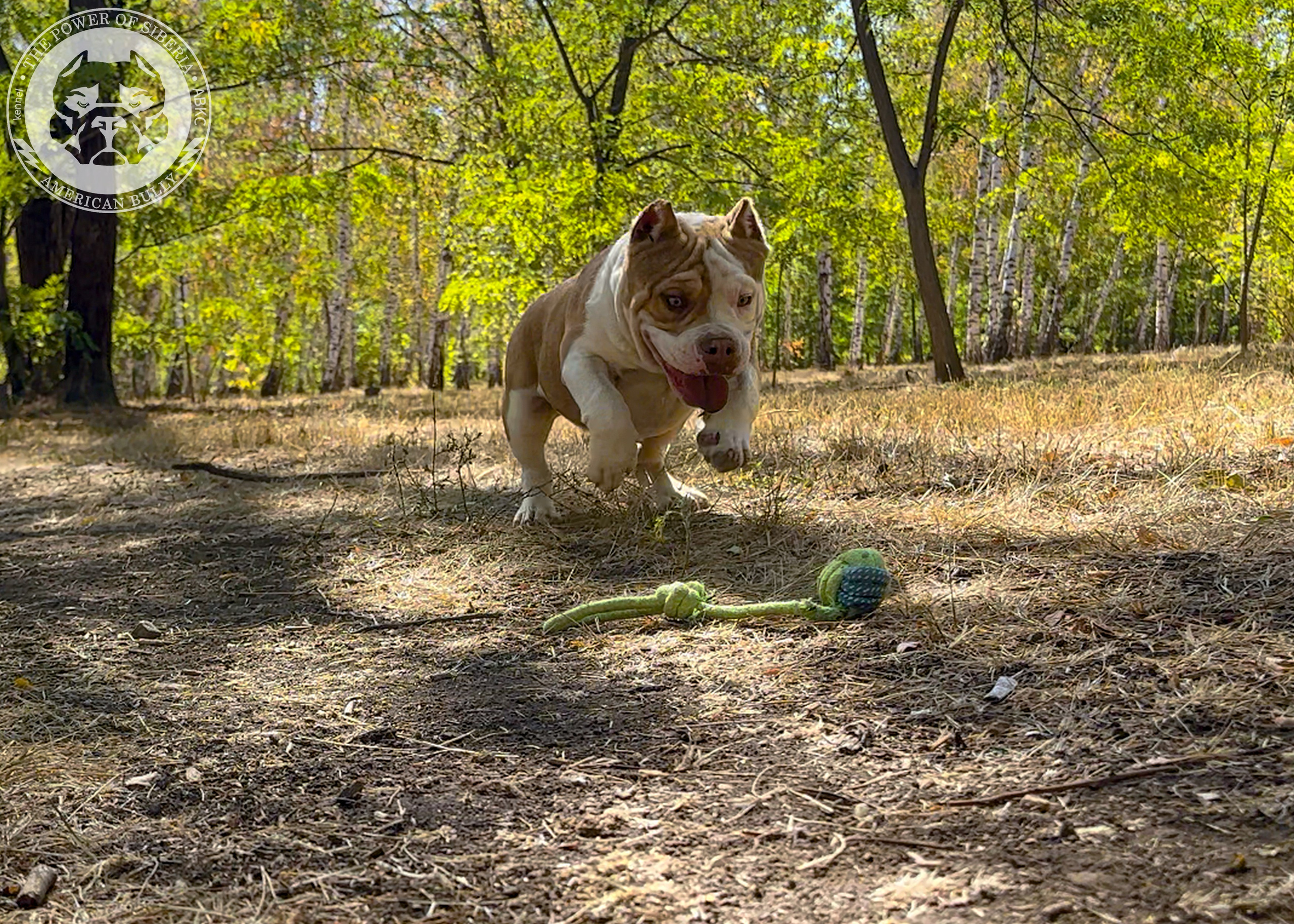 Помет Каспер и Тагира. 21.04.25. Американский Булли в г. Ростов-на-Дону. Питомник THE POWER OF SIBERIA